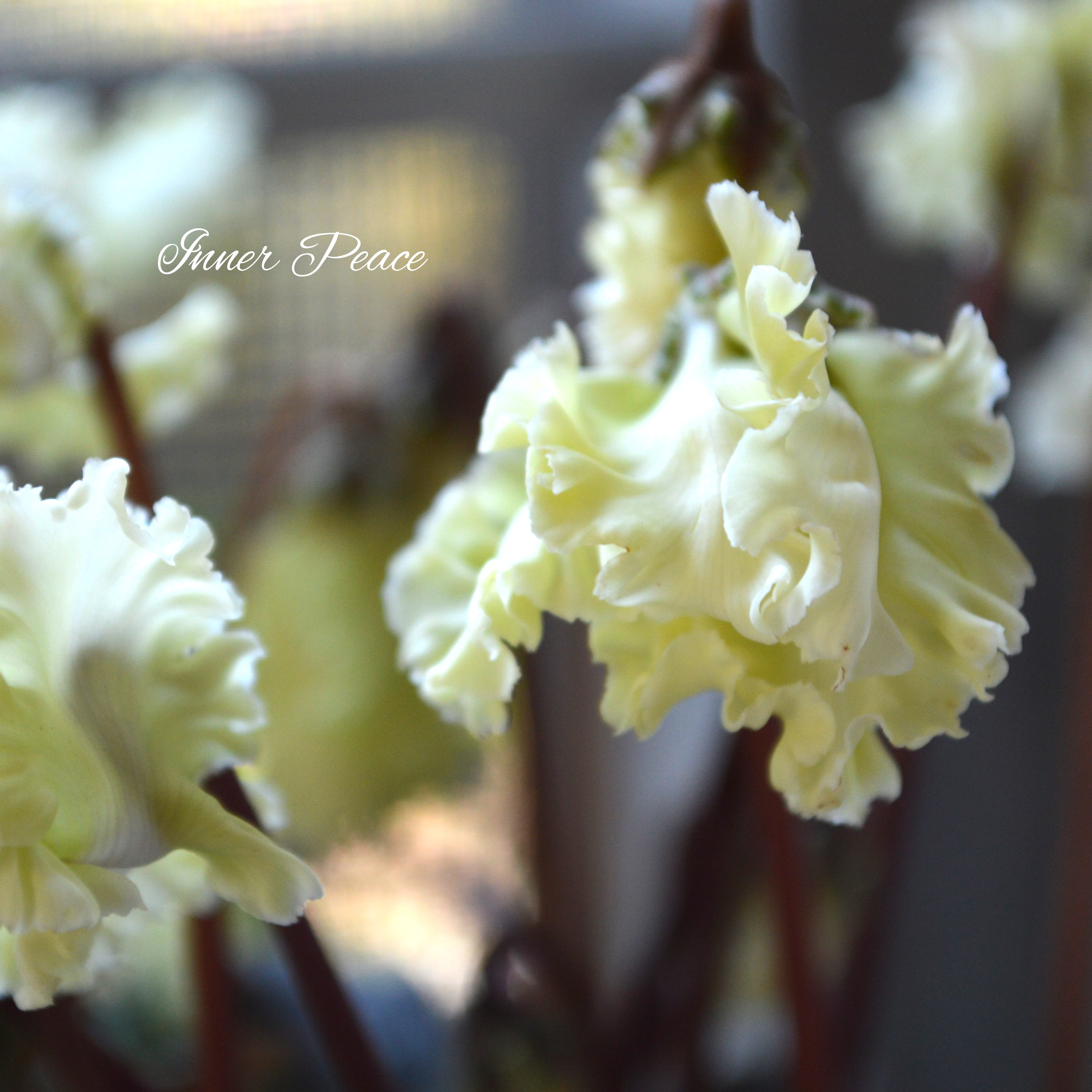 【美しい】 ガーデンシクラメン 『森の妖精』 3寸ロング硬質POT