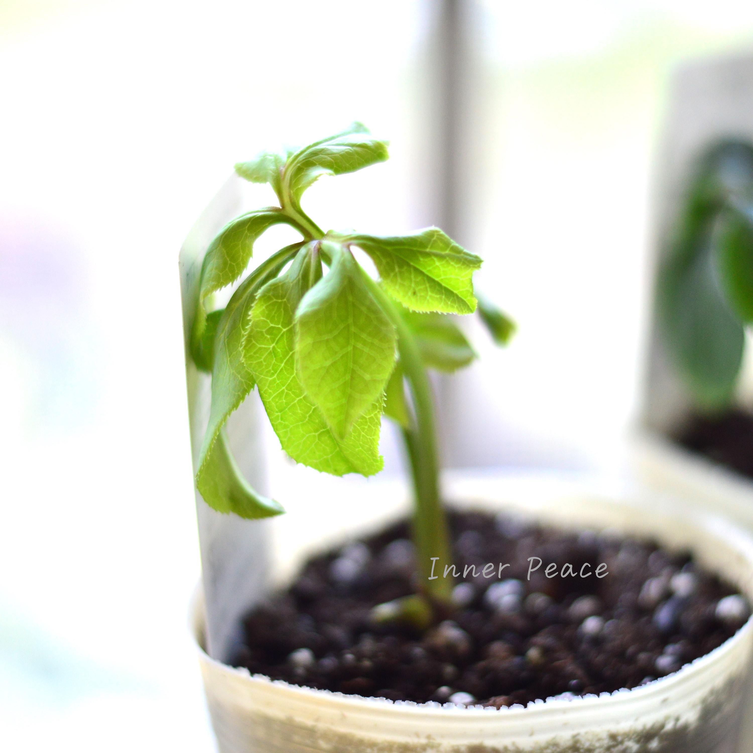 【八重咲き】 クリスマスローズ 『ダブルブラック系』 3.5寸ロングPOT