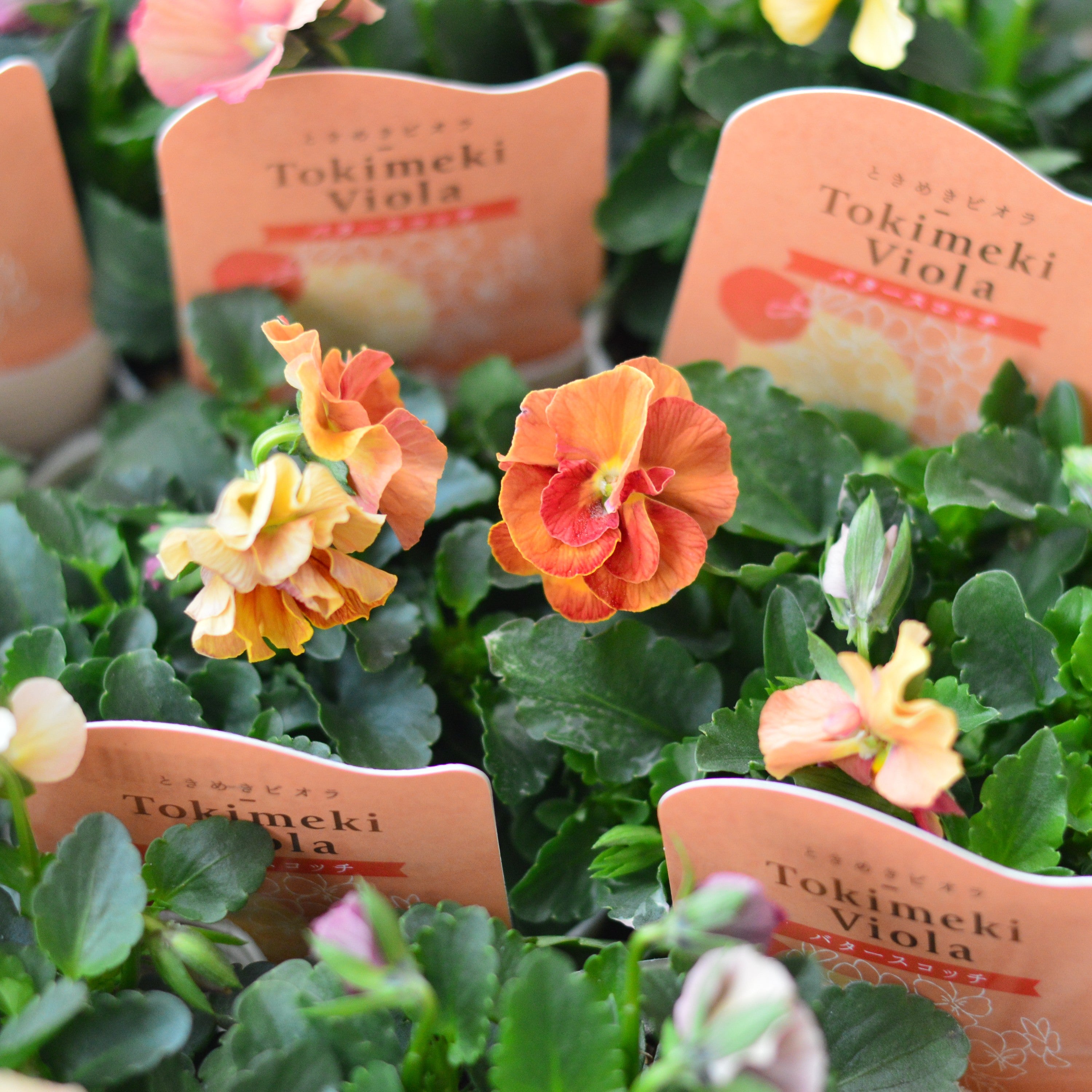 【希少】 ときめきビオラ 『バタースコッチ』 3.5寸POT
