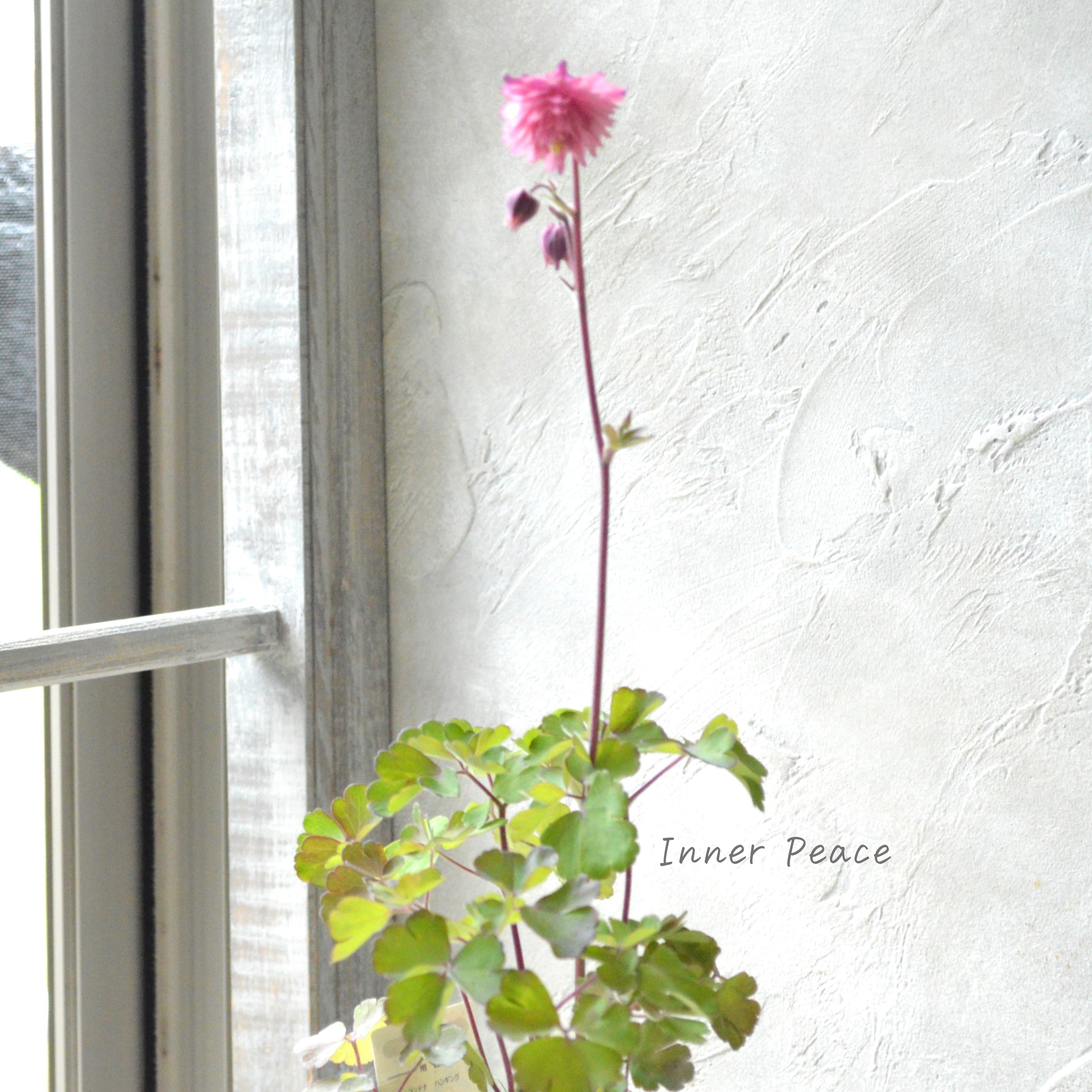 【八重咲き】 西洋オダマキ 『ローズバロー』 3.5寸POT