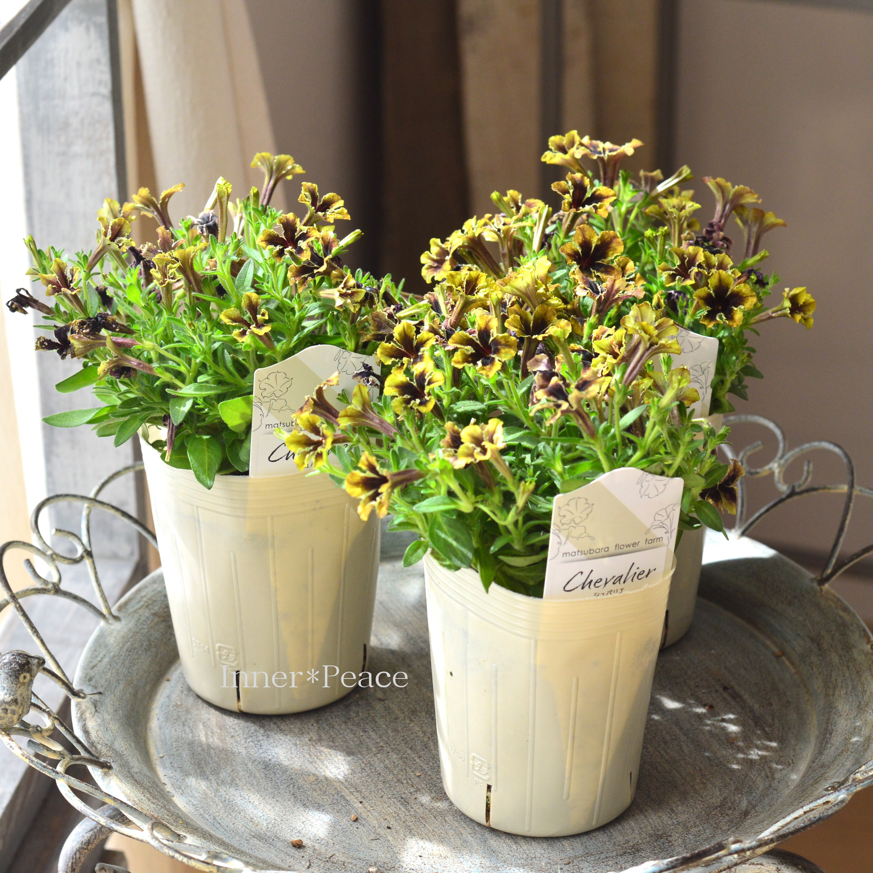 【マツバラフラワーファームさん】 極小輪ペチュニア 『シュバリエ・スターナイト』 3寸ロングPOT