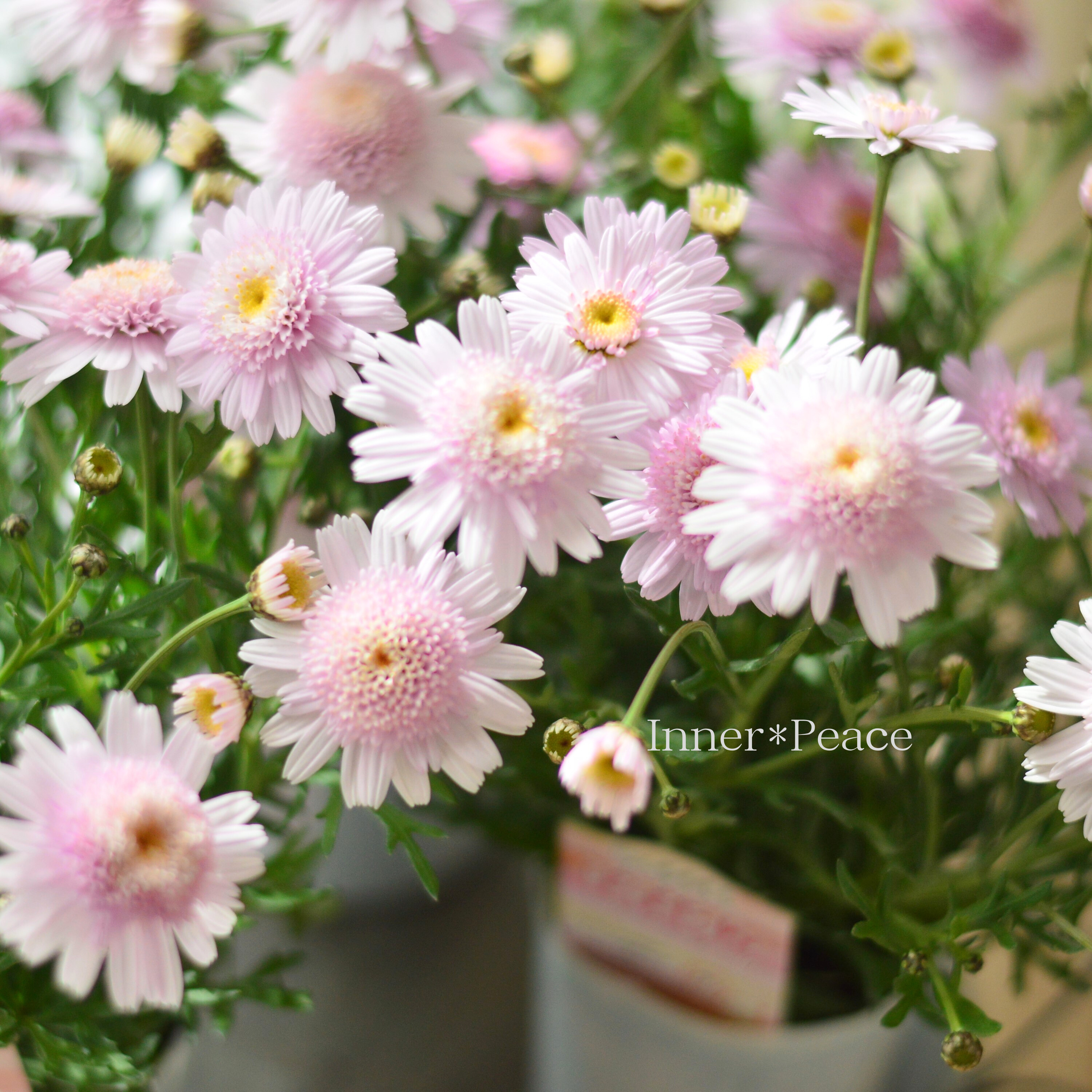 【松原園芸さん】 マーガレット 『ぽぽたん・ベビーピンク』 3寸ロングPOT