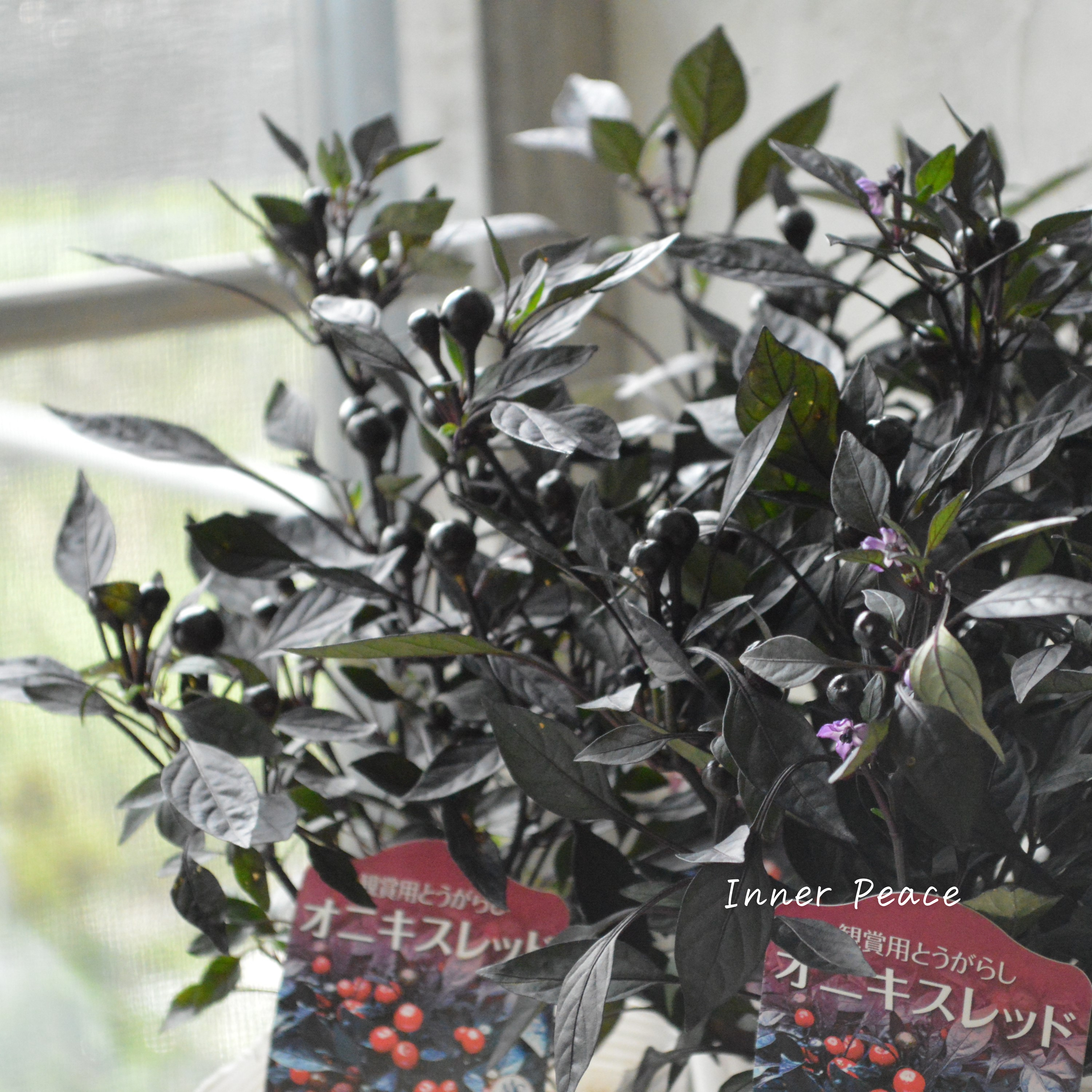 【暑さに強い】 トウガラシ 『オニキスレッド』 3寸POT