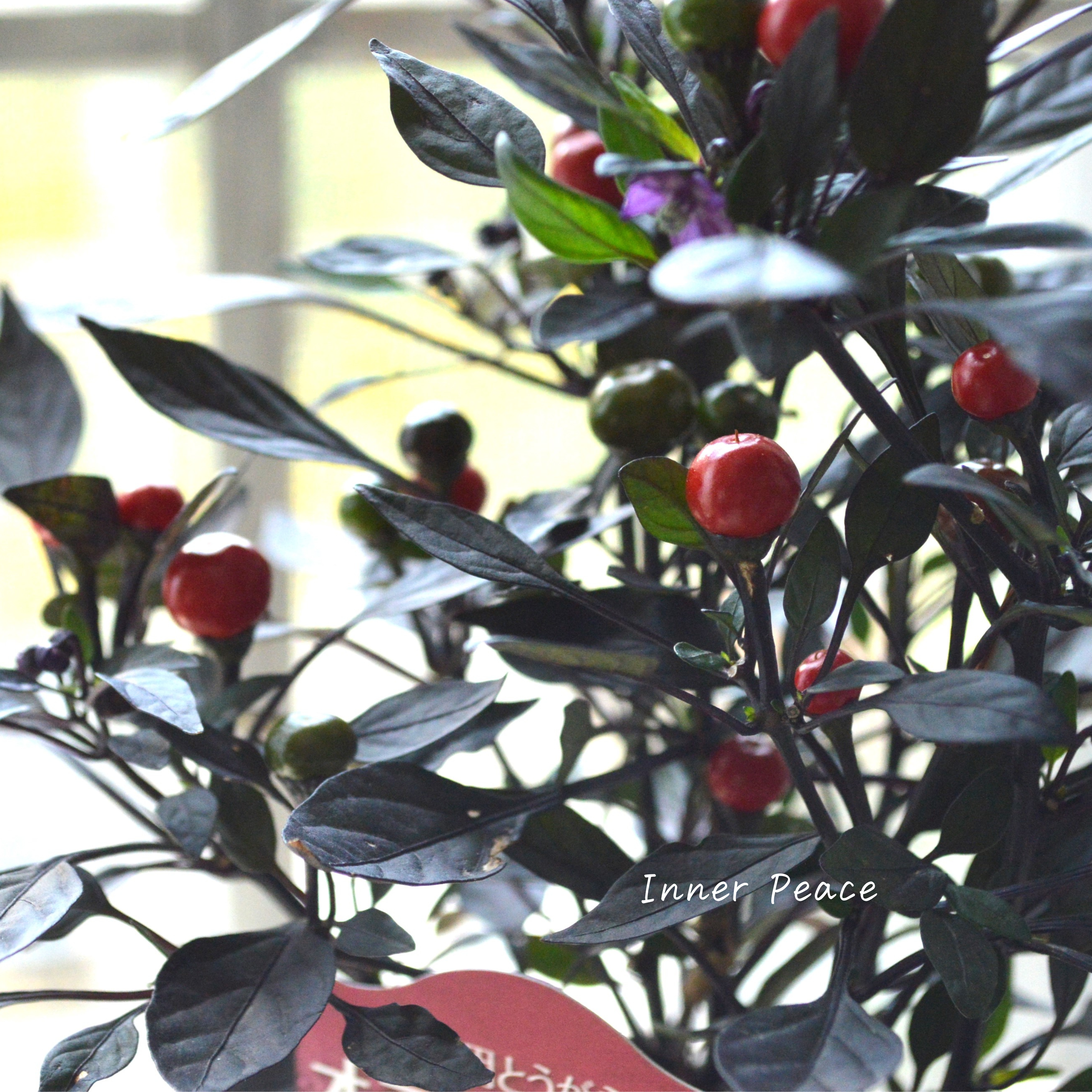 【暑さに強い】 トウガラシ 『オニキスレッド』 3寸POT