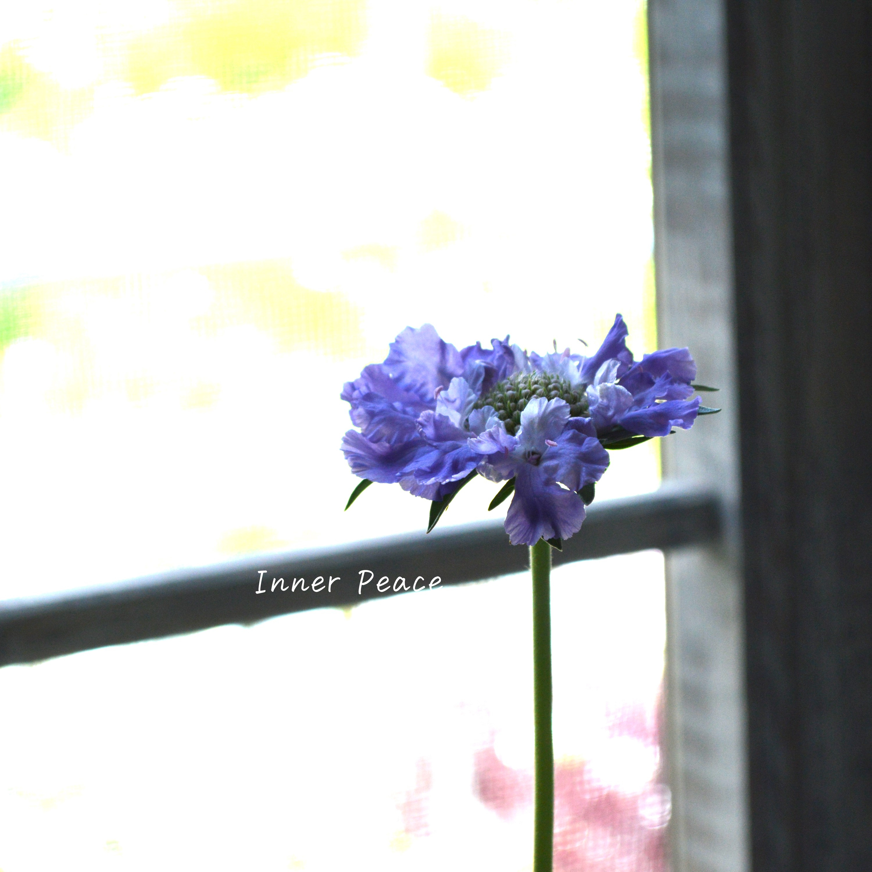 【大輪】 スカビオサ 『ファーマ・ブルー』 3.5寸POT