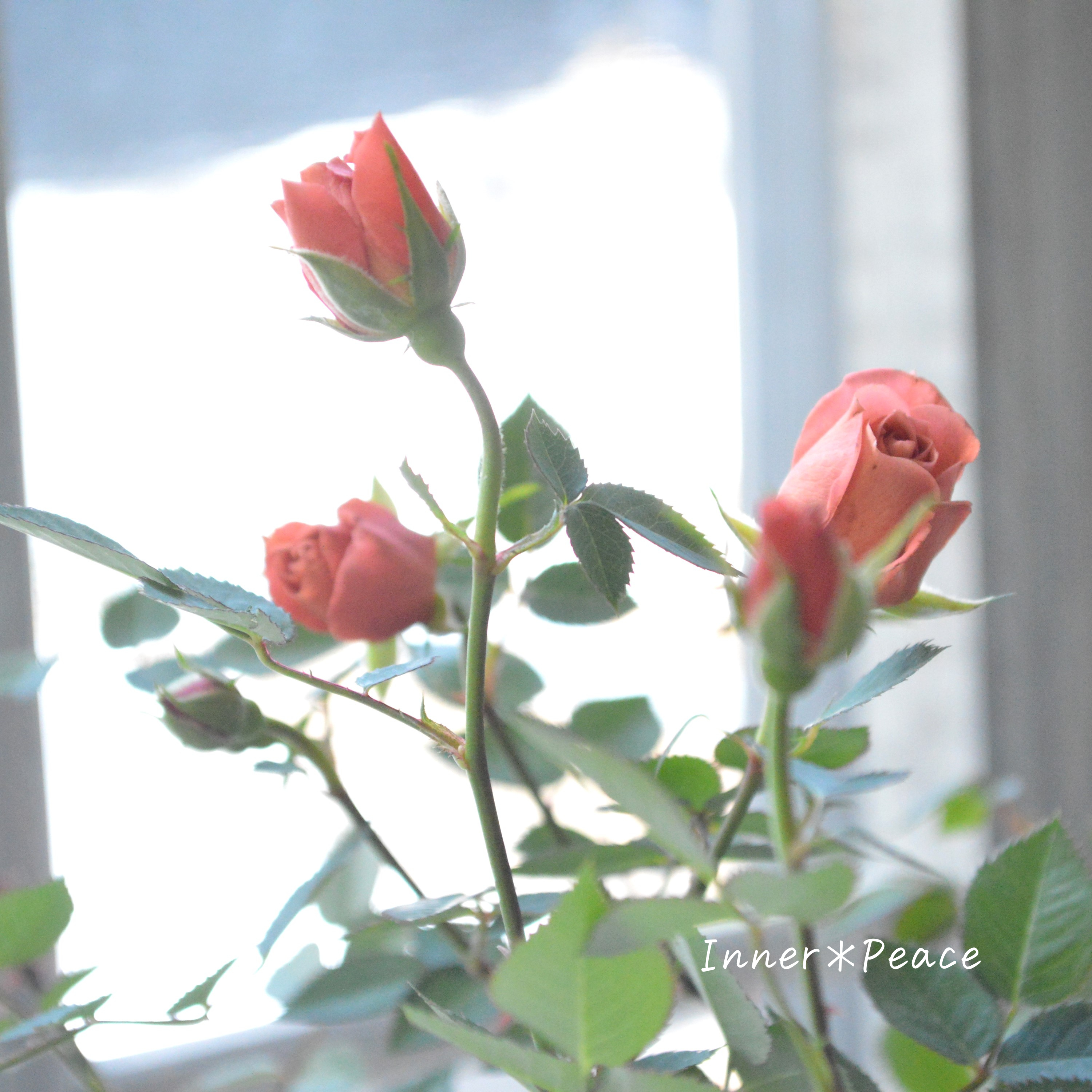 【人気】 ミニ薔薇 『テディベア』 3.5寸POT