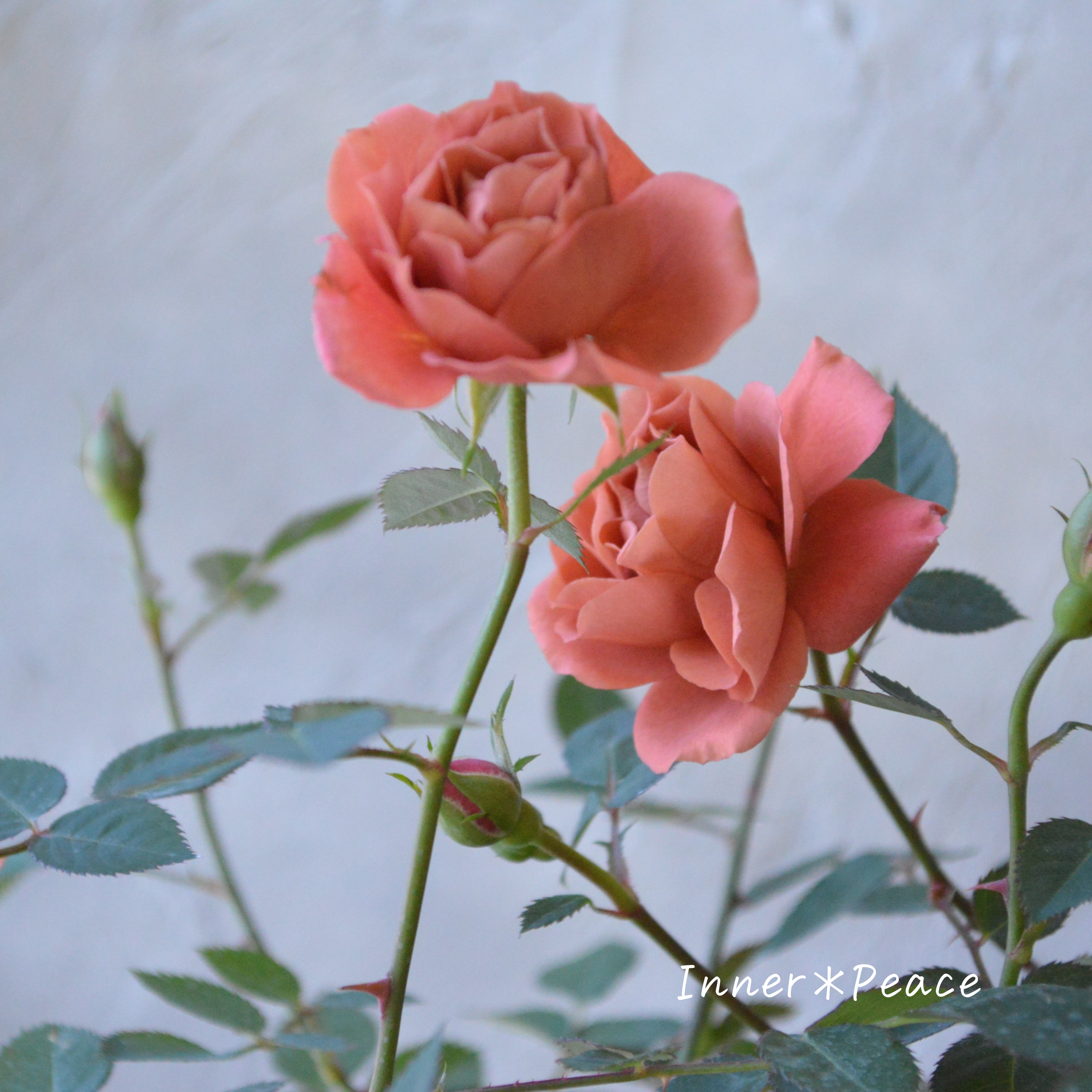 【人気】 ミニ薔薇 『テディベア』 3.5寸POT