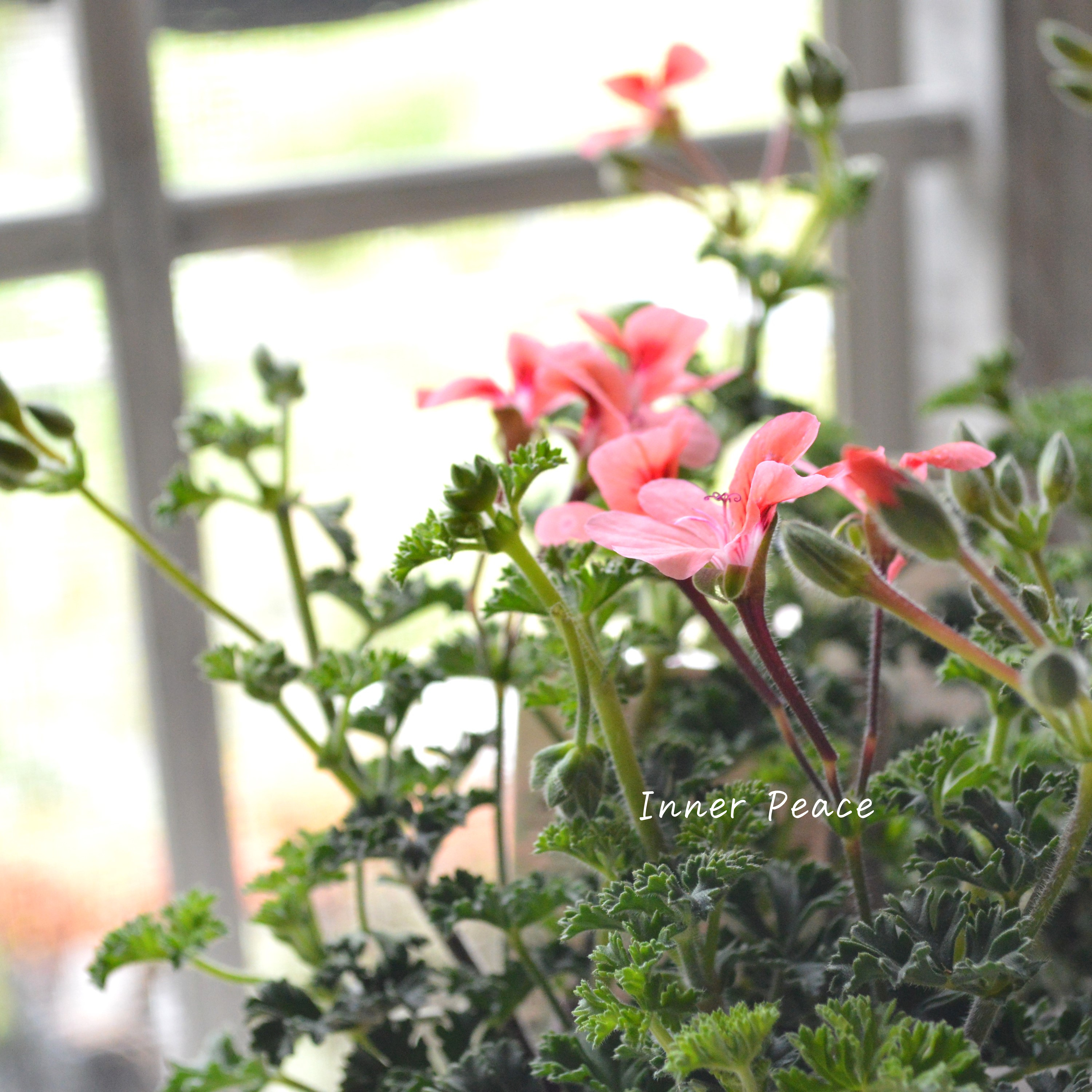 【大人かわいい】 ペラルゴニウム 『オレンジ』 3寸ロングPOT