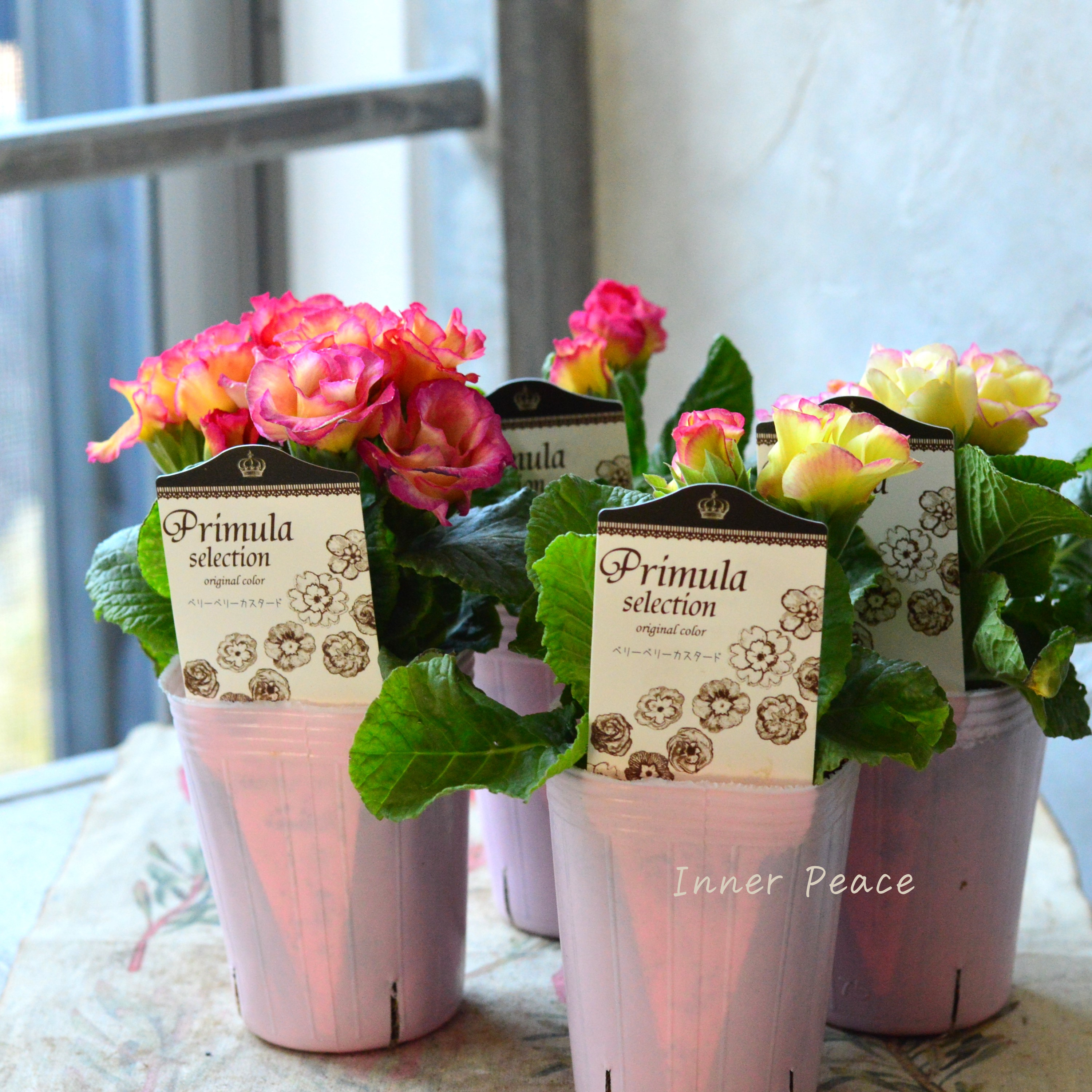 【k-plantsさん】 バラ咲き プリムラ 『ベリーベリーカスタード』 2.5寸ロングPOT
