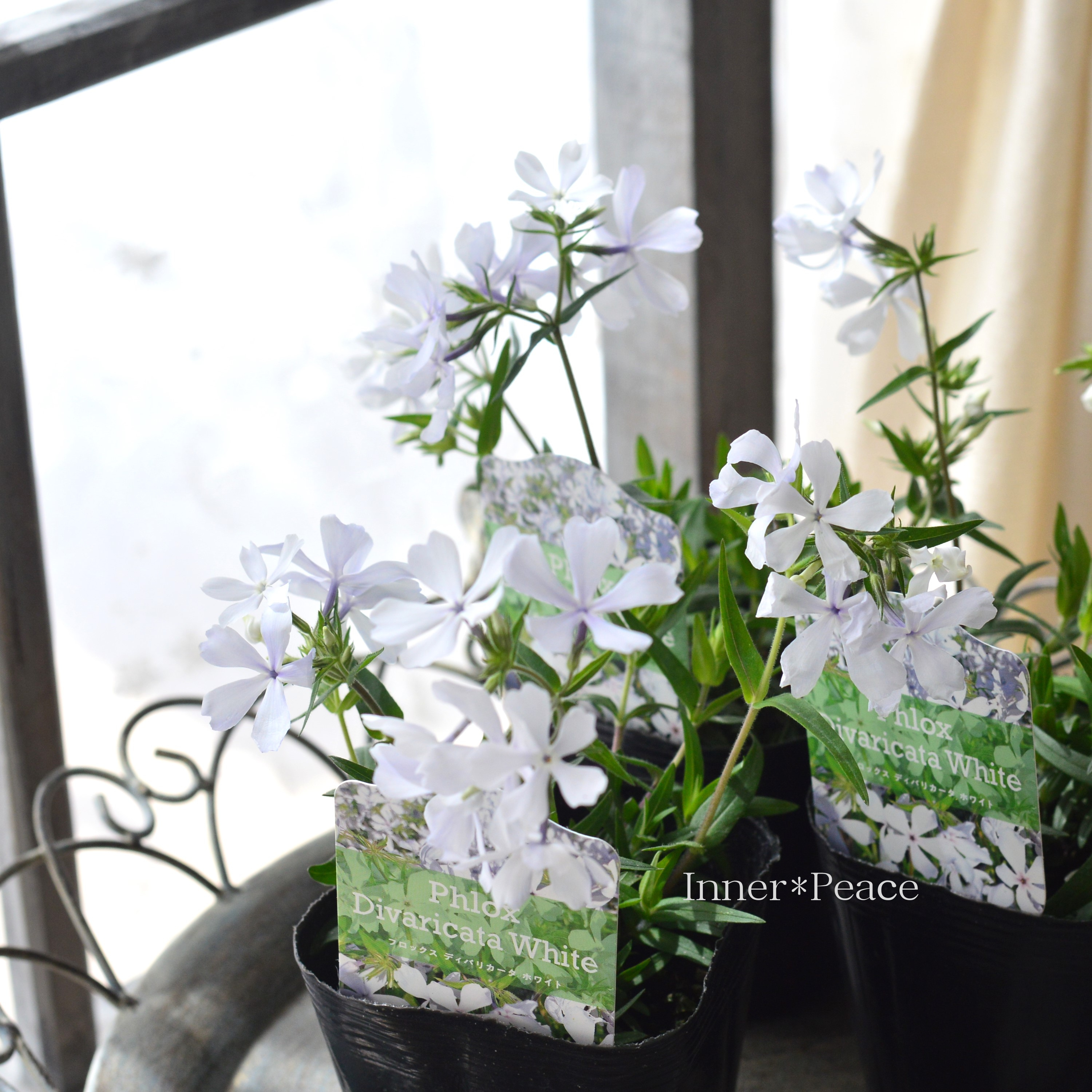 【宿根草】 フロックス 『ディバリガータ・ホワイトパフューム』 3寸POT