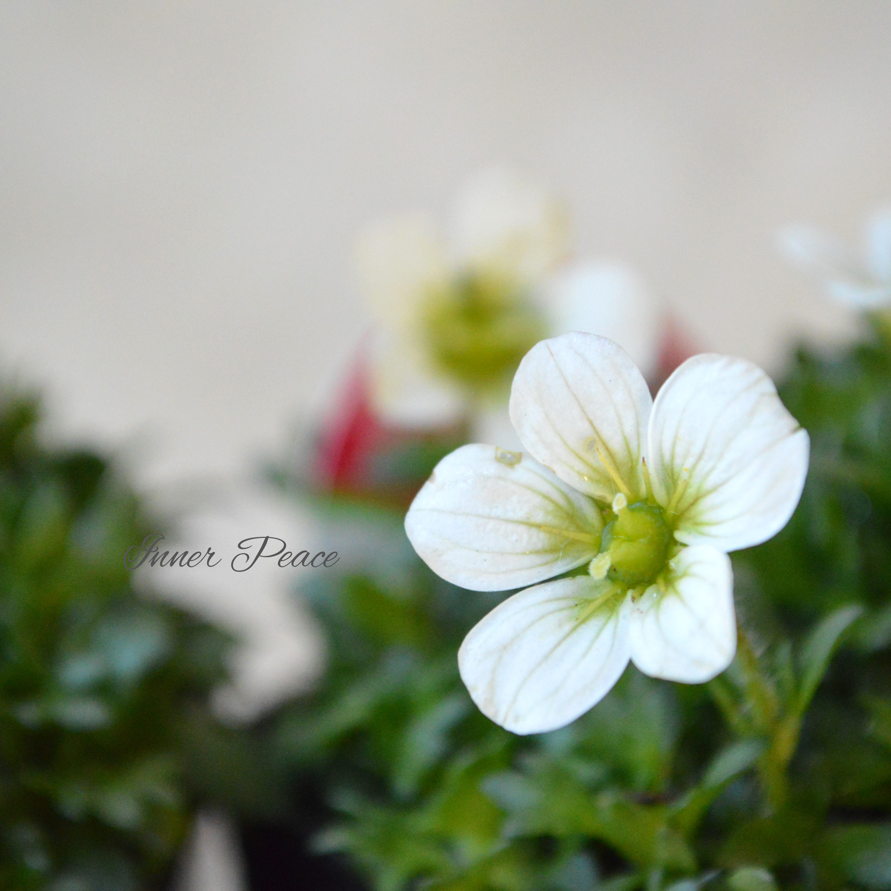 【寒さに強い】 クモマグサ(雲間草) ホワイト 3寸POT