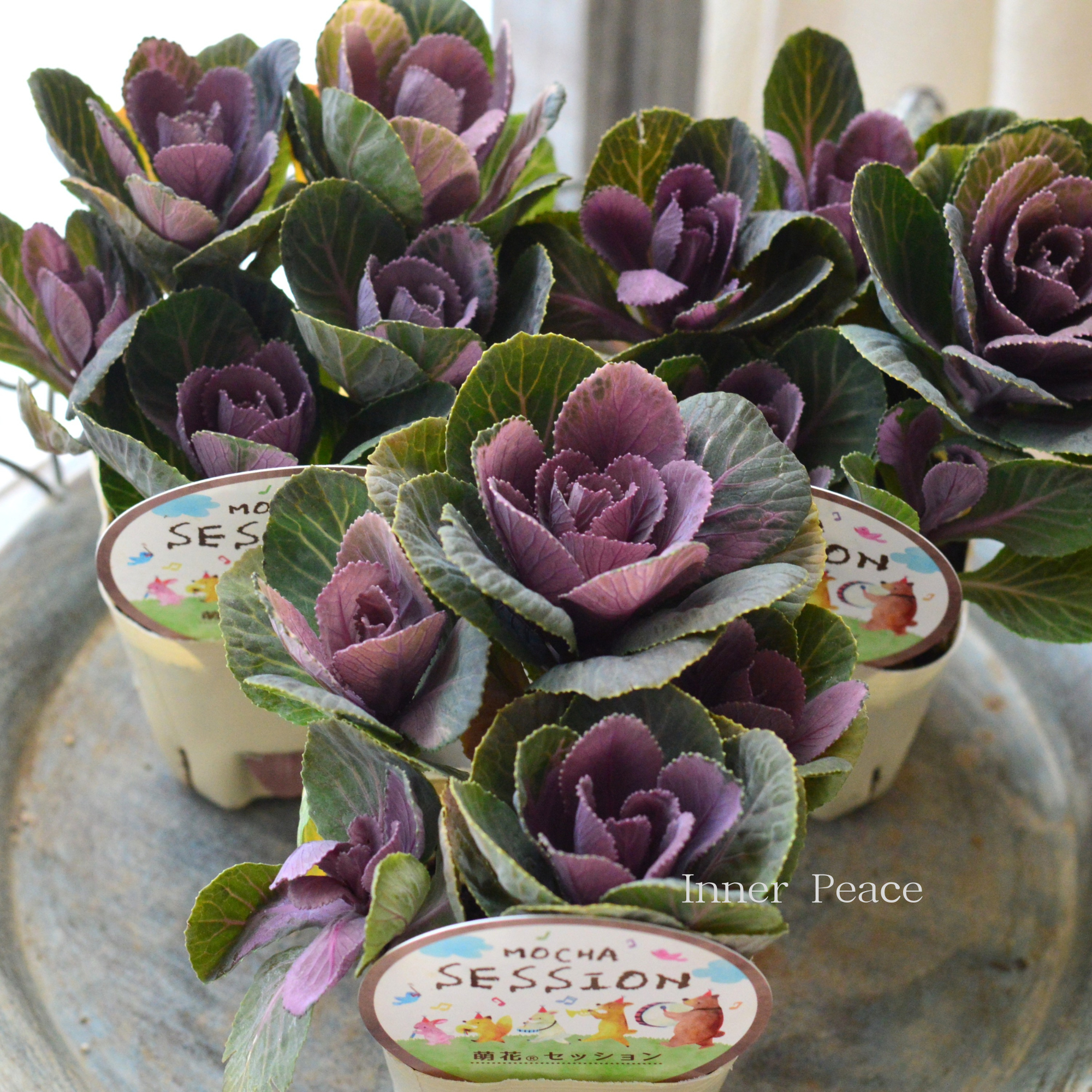 【アンティーク】 葉牡丹 『萌花セッション・丸葉』 3寸POT