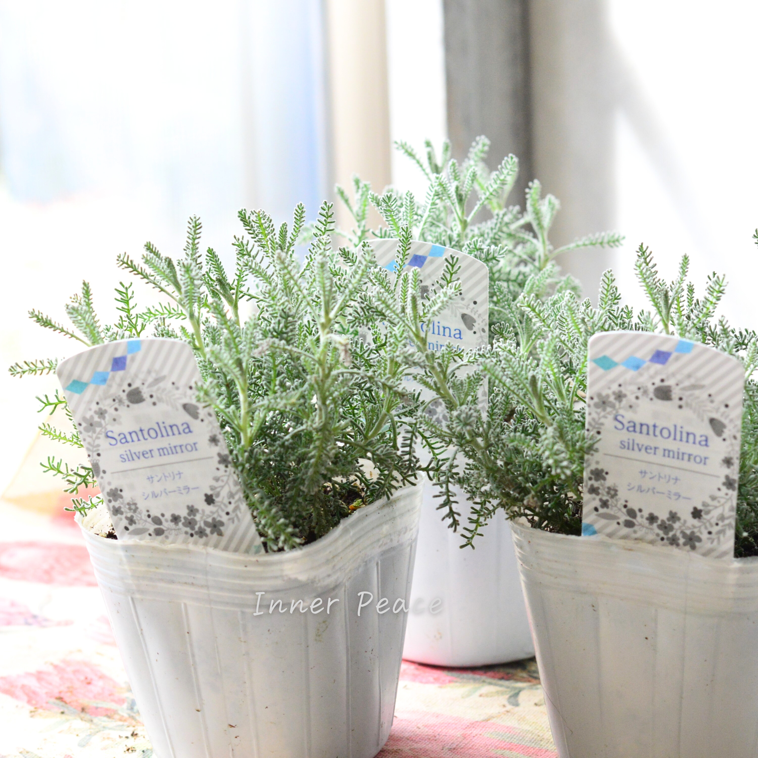 【冬の定番】 サントリーナ 『シルバーミラー』 3寸POT