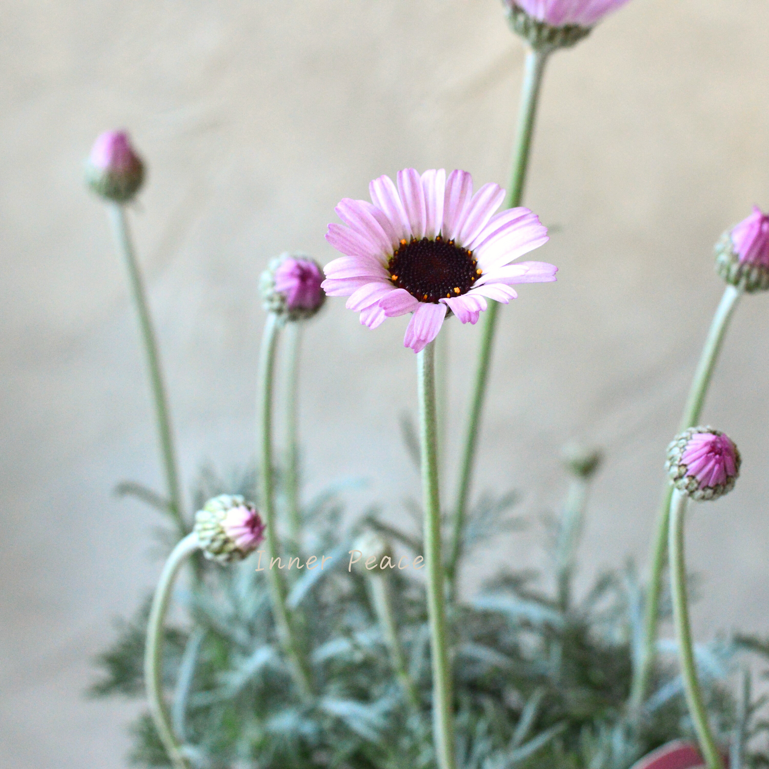 【大人かわいい】 ローダンセマム 『エルフピンク』 3.5寸ロングPOT