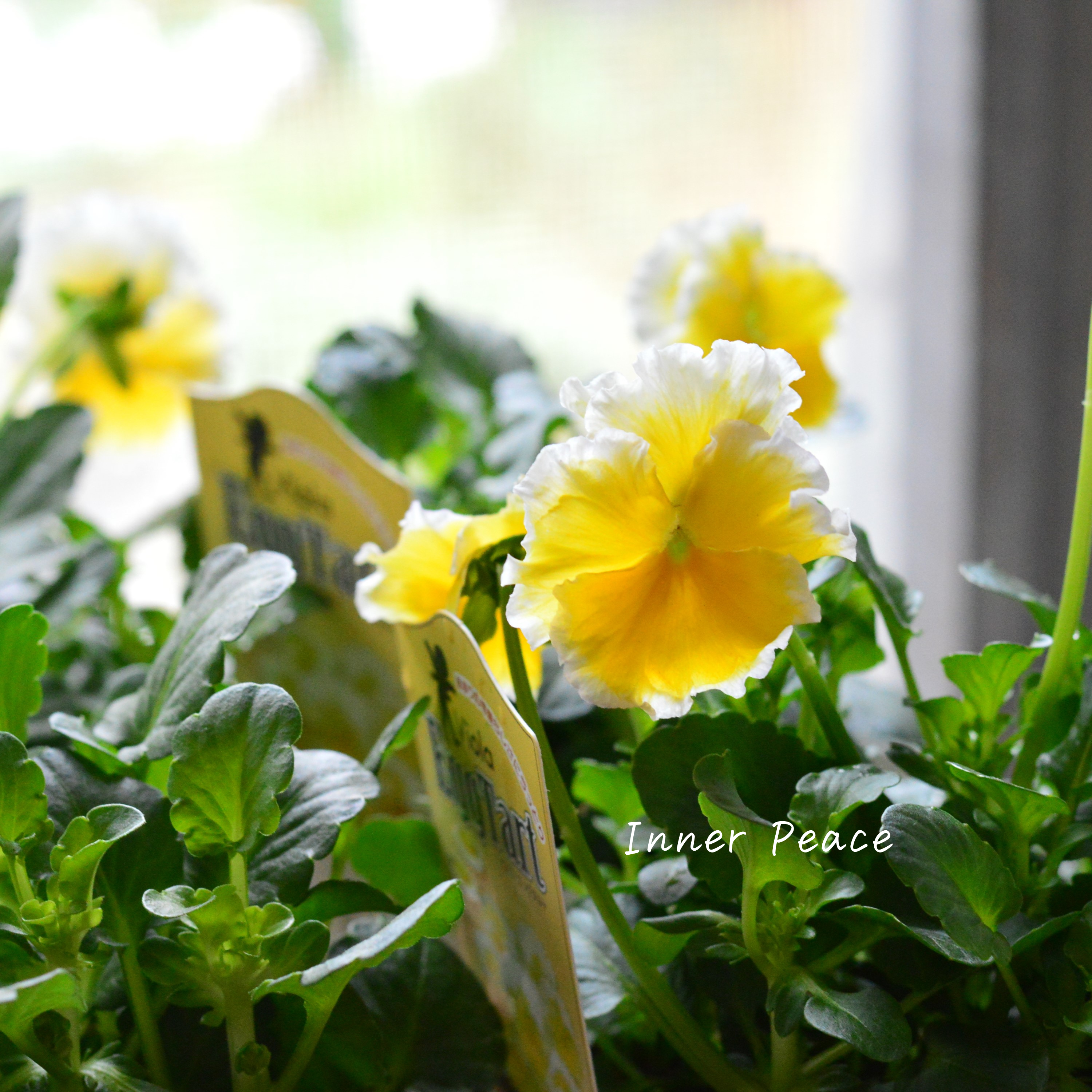 【サトウ園芸さん】 ビオラ 『エッグタルト』 3.5寸POT