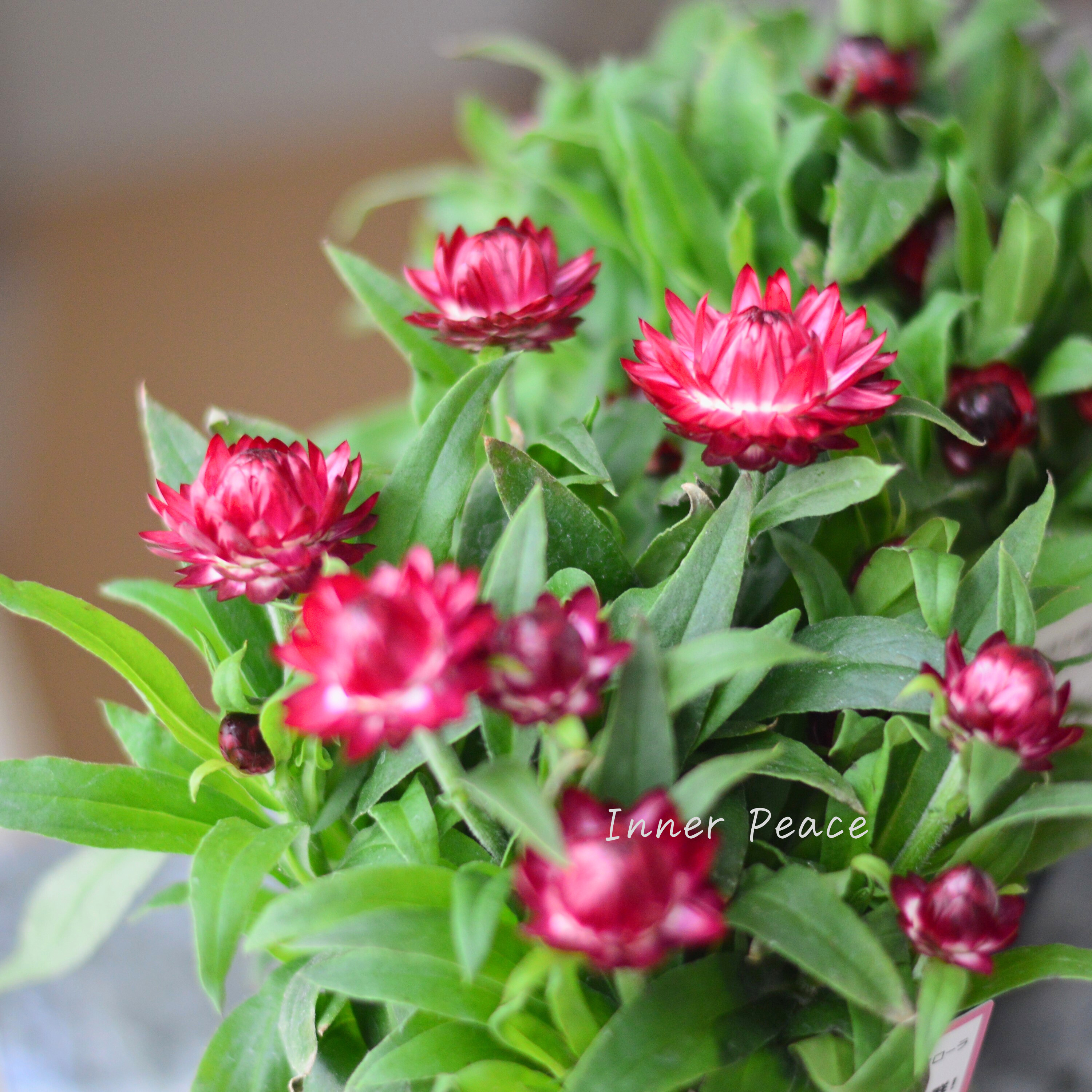 【ユニーク】 ブラクテアンサ(ヘリクリサム) 『モハベ・パープルレッド』 3.5寸POT