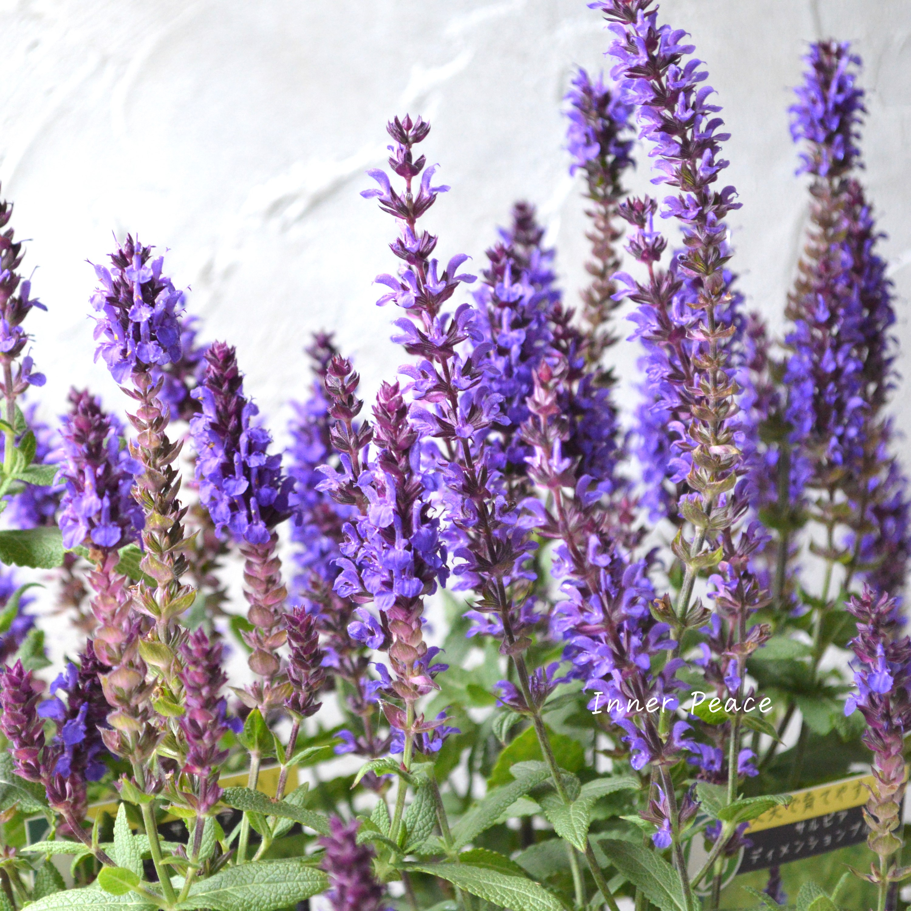 【宿根】 サルビア 『ディメンションブルー』 3.5寸POT