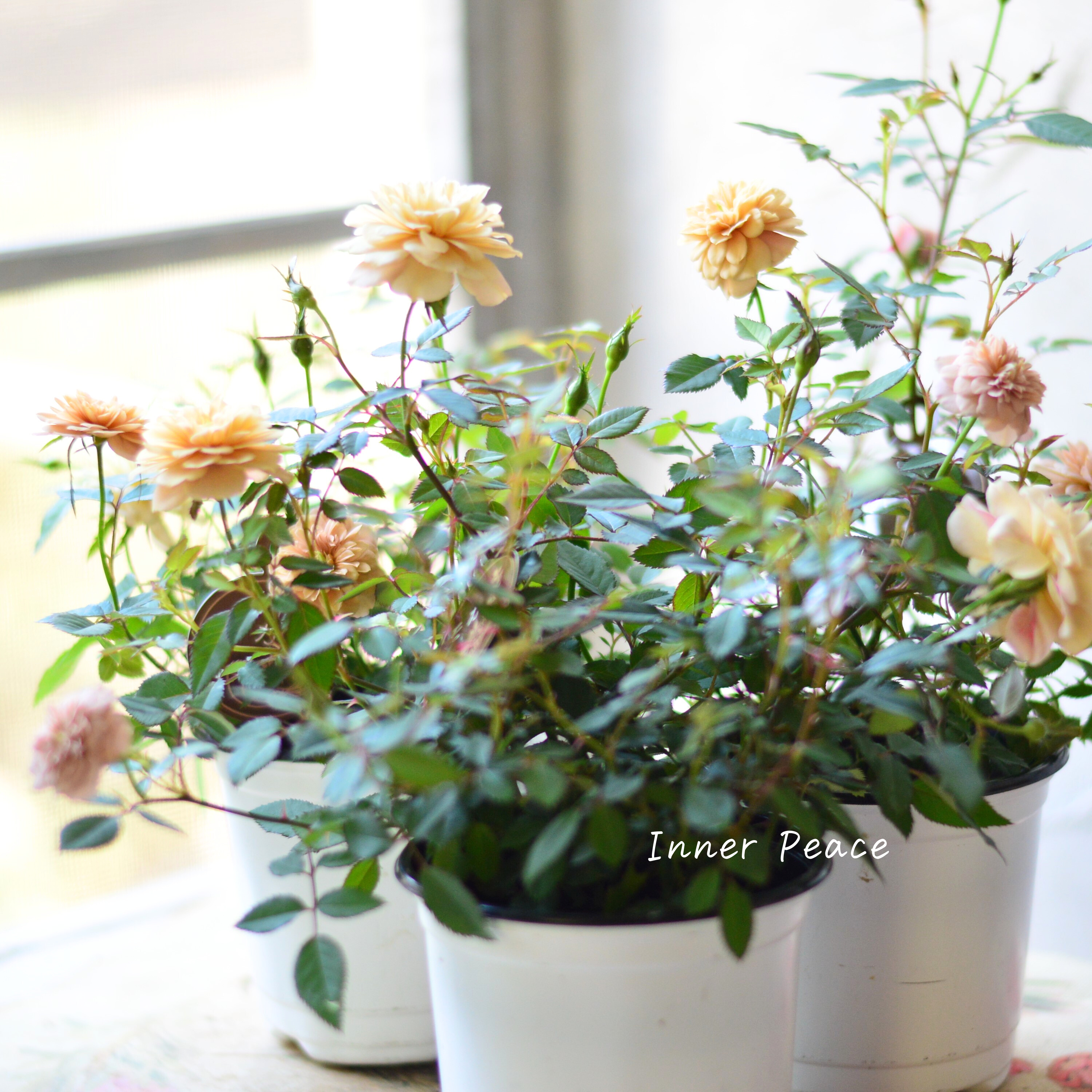 【アンティーク】 ミニ薔薇 『モカ』 3.5寸POT