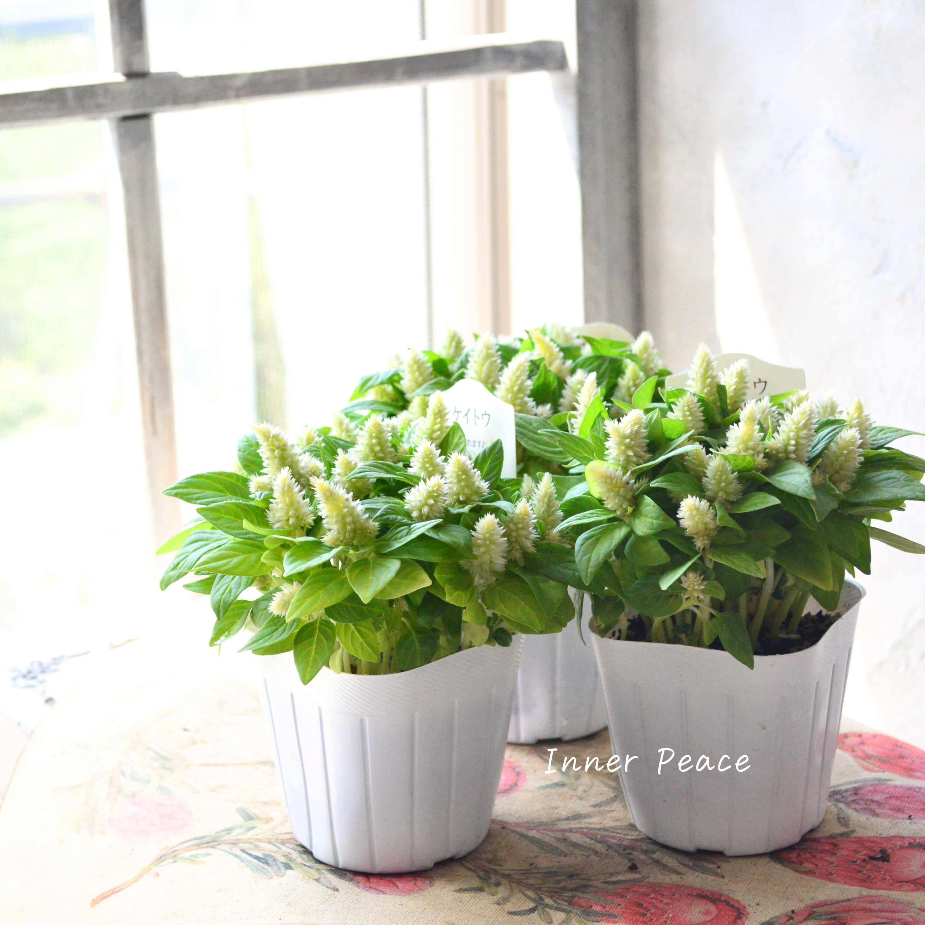 【秋のお花】 ケイトウ(多粒撒き) 『クリーム』 3寸POT