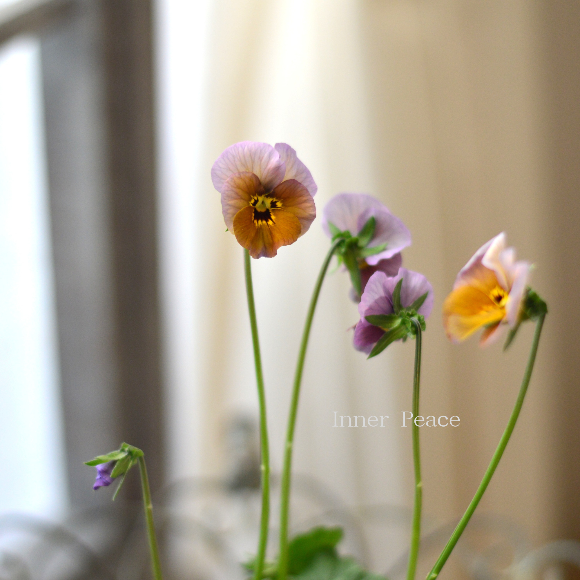 【吉村龍典さん育種ビオラ】 君待ちシリーズ 3.5寸POT