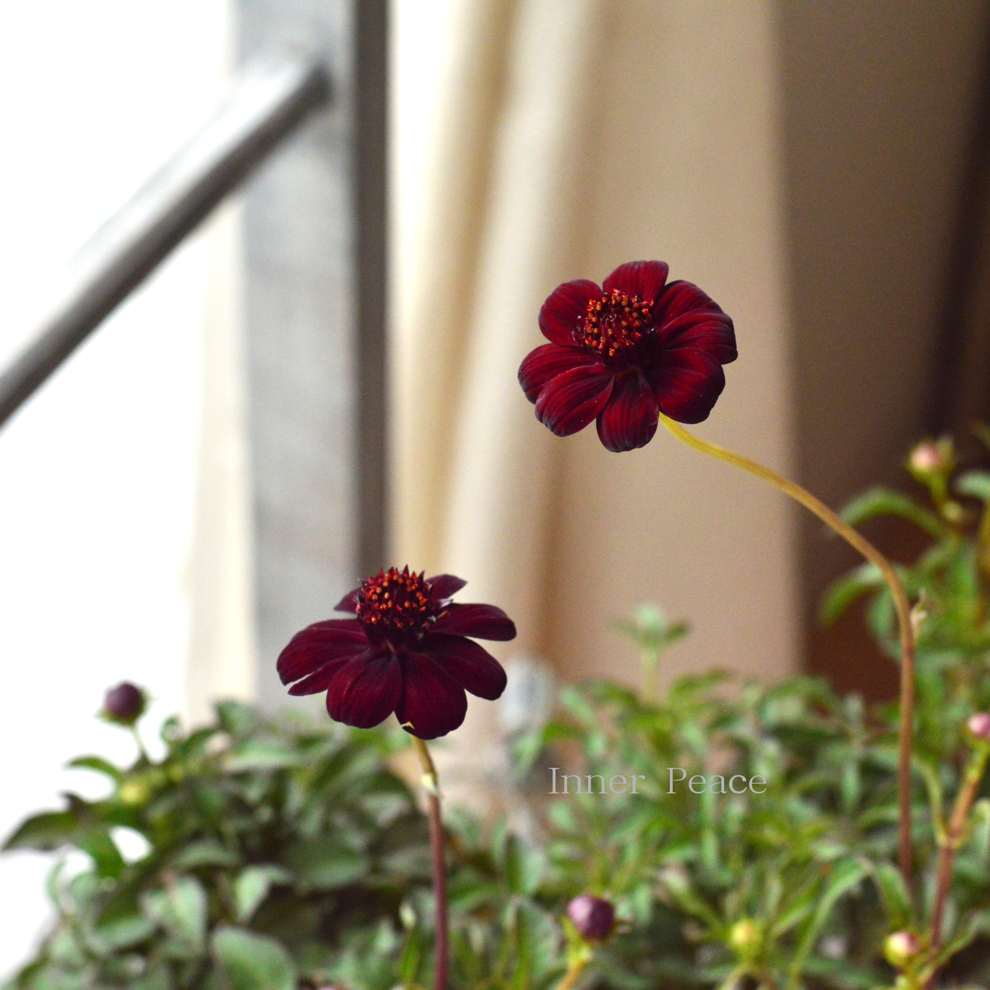 【美しい】 チョコレートコスモス 『チョカモカ』 3.5寸ロングPOT