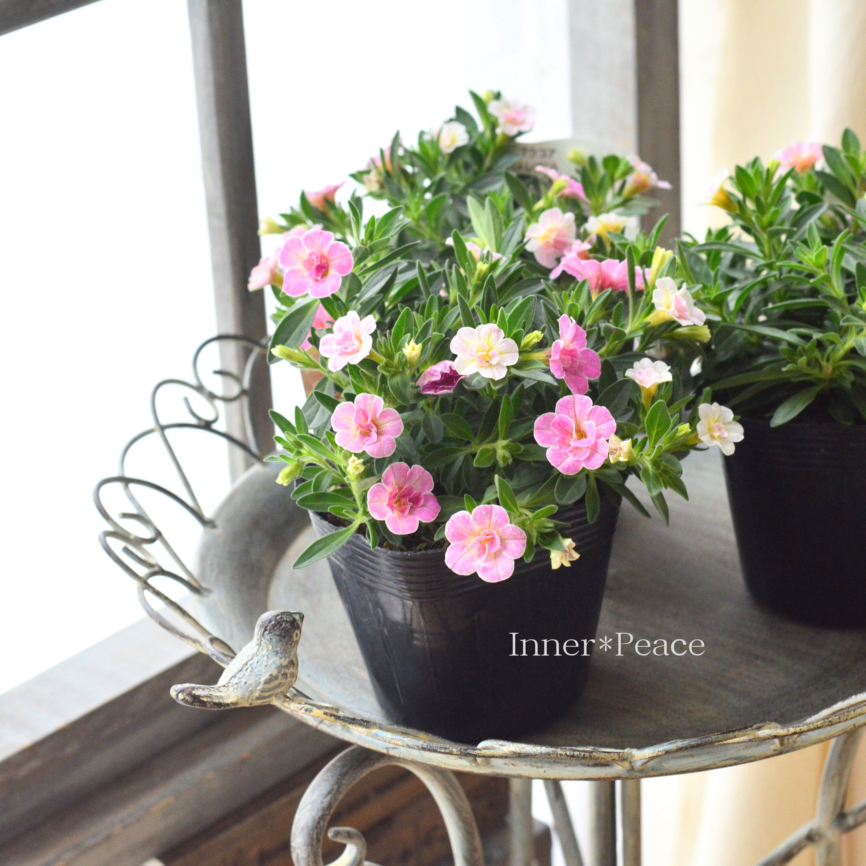 【暑さに強い】 カリブラコア 『カメレオン・ダブルティックルピンク』 3.5寸POT