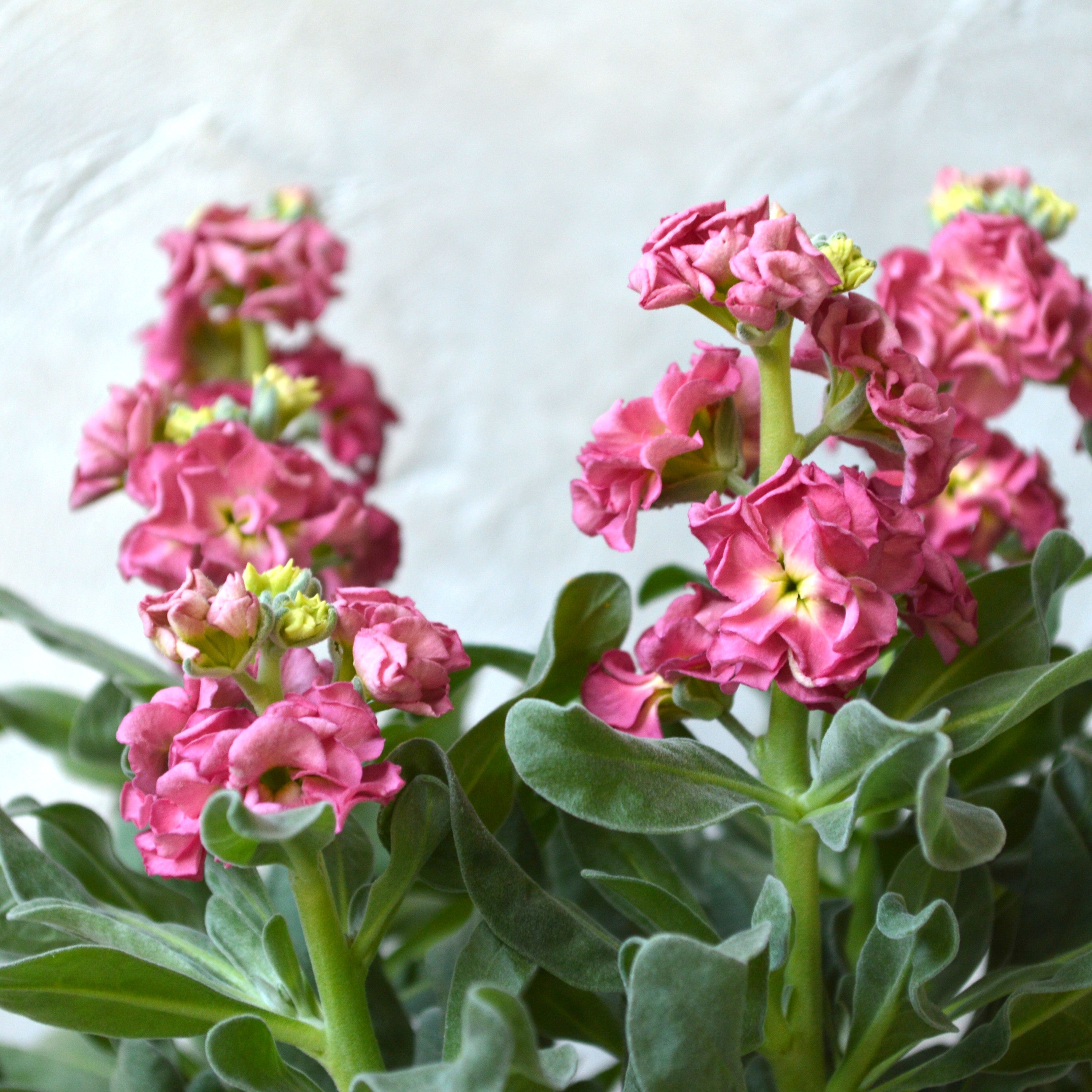 【八重咲き】 ストック・ヴィンテージ 『カッパー』 3寸ロングPOT