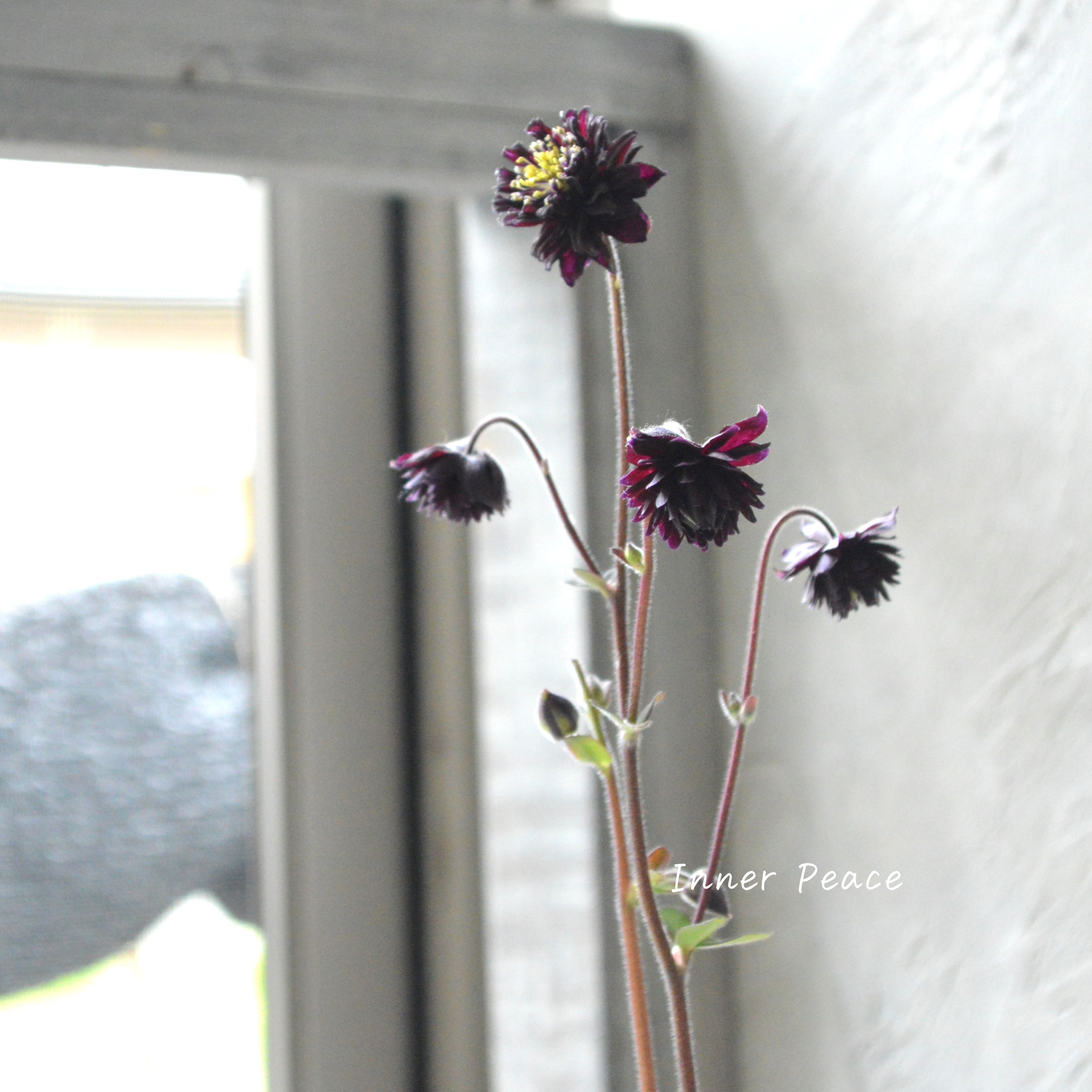 【八重咲き】 西洋オダマキ 『バロー・ブラック』 3.5寸POT