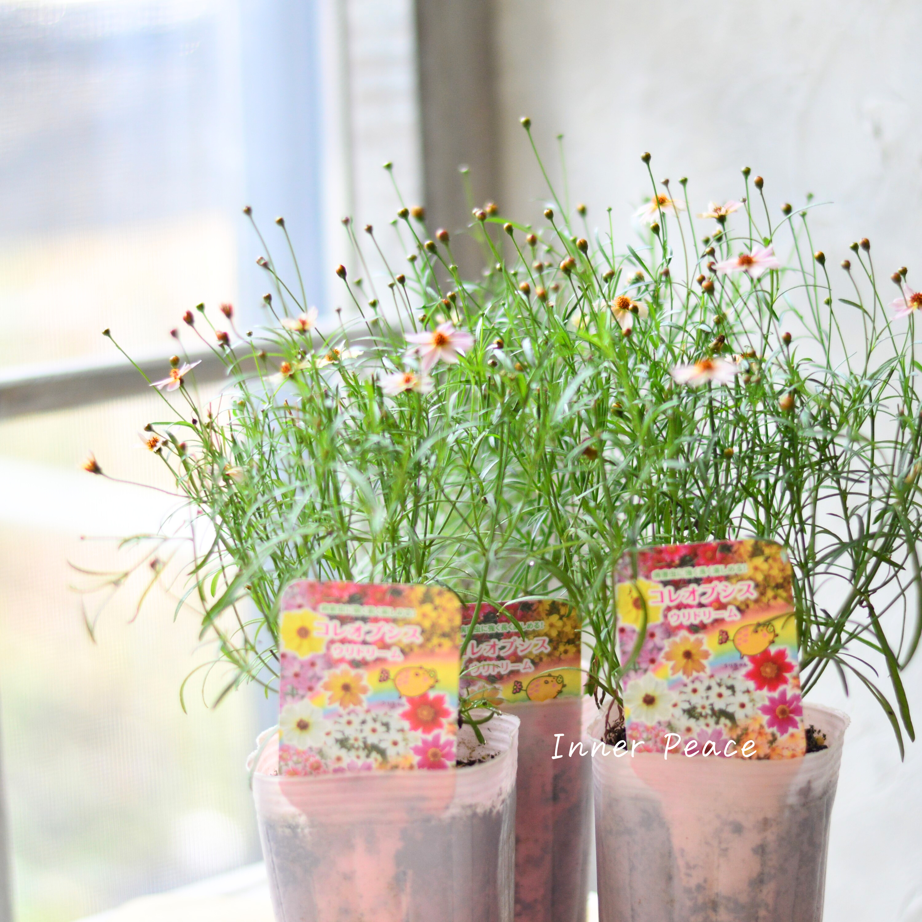 【アンティーク色】コレオプシス『ウリドリーム・ピンクリボン』 3寸POT