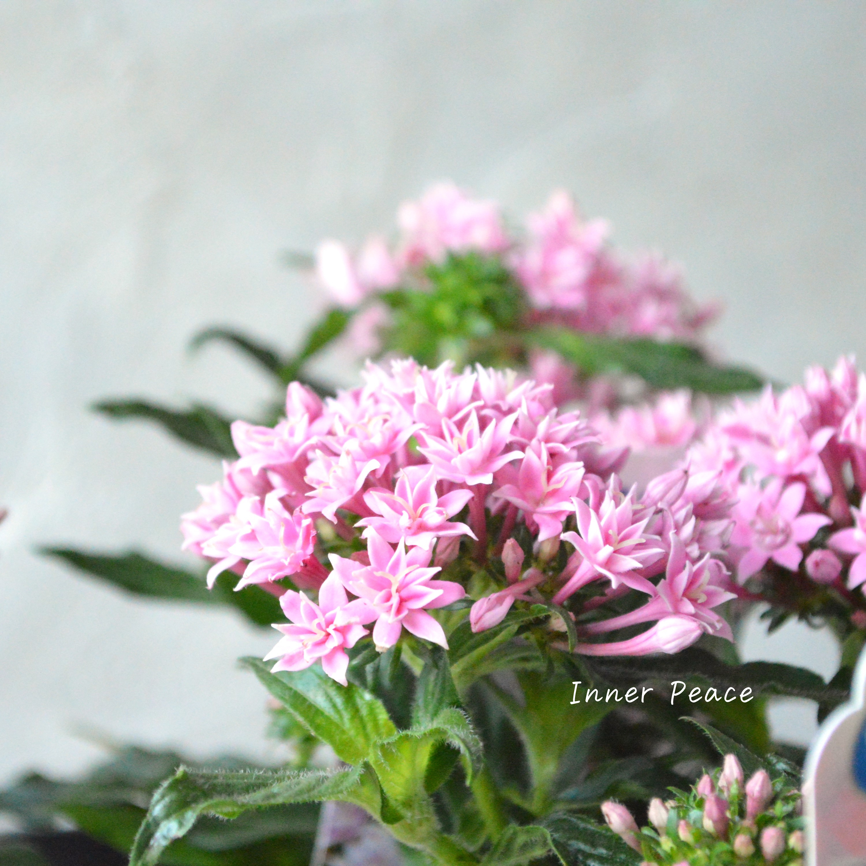 【暑さに強い】 八重咲きペンタス 『ライカ・スモールピンク』 3.5寸POT