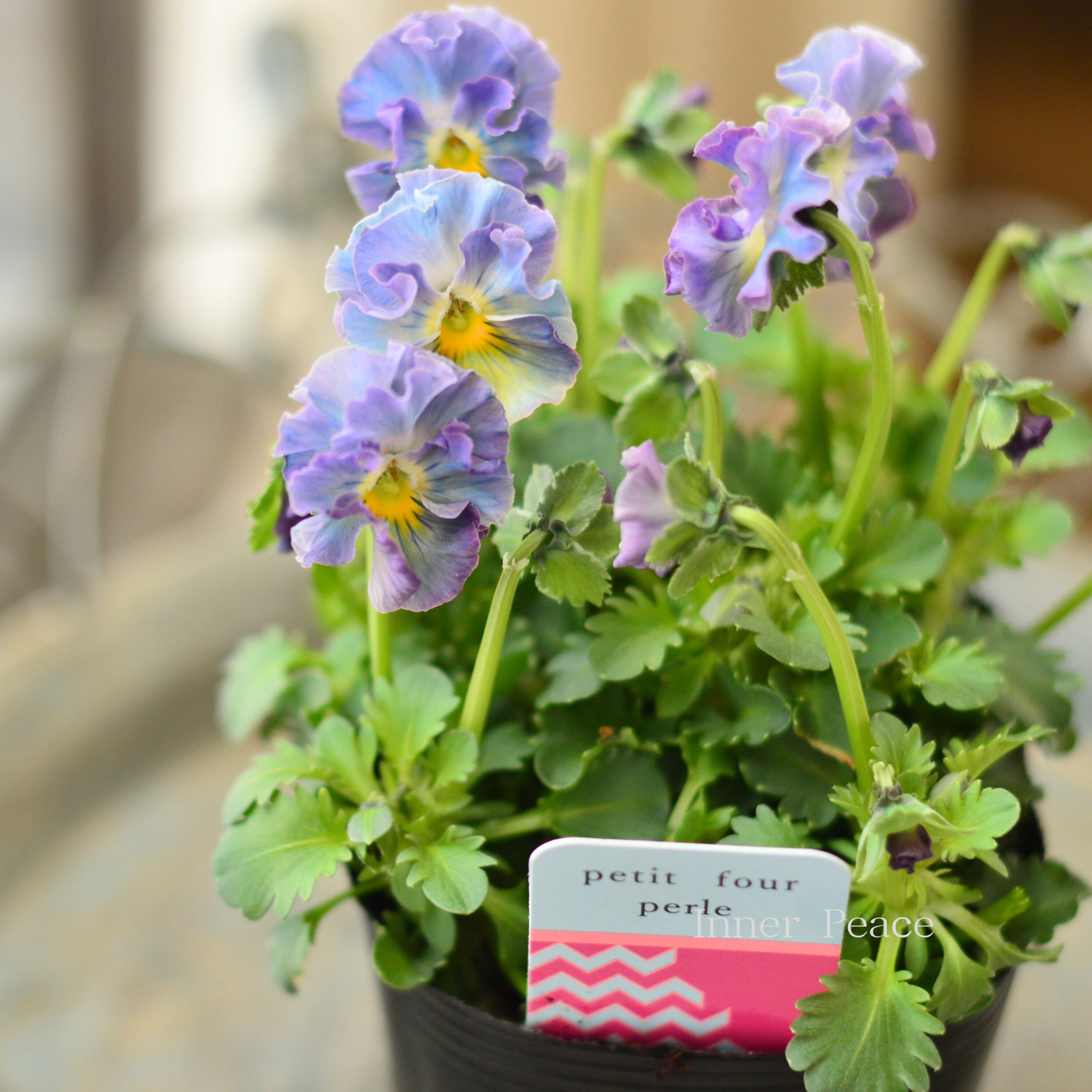 【ハルグリンさん】 ビオラ 『プティフール・ペルル 2番』 3寸POT