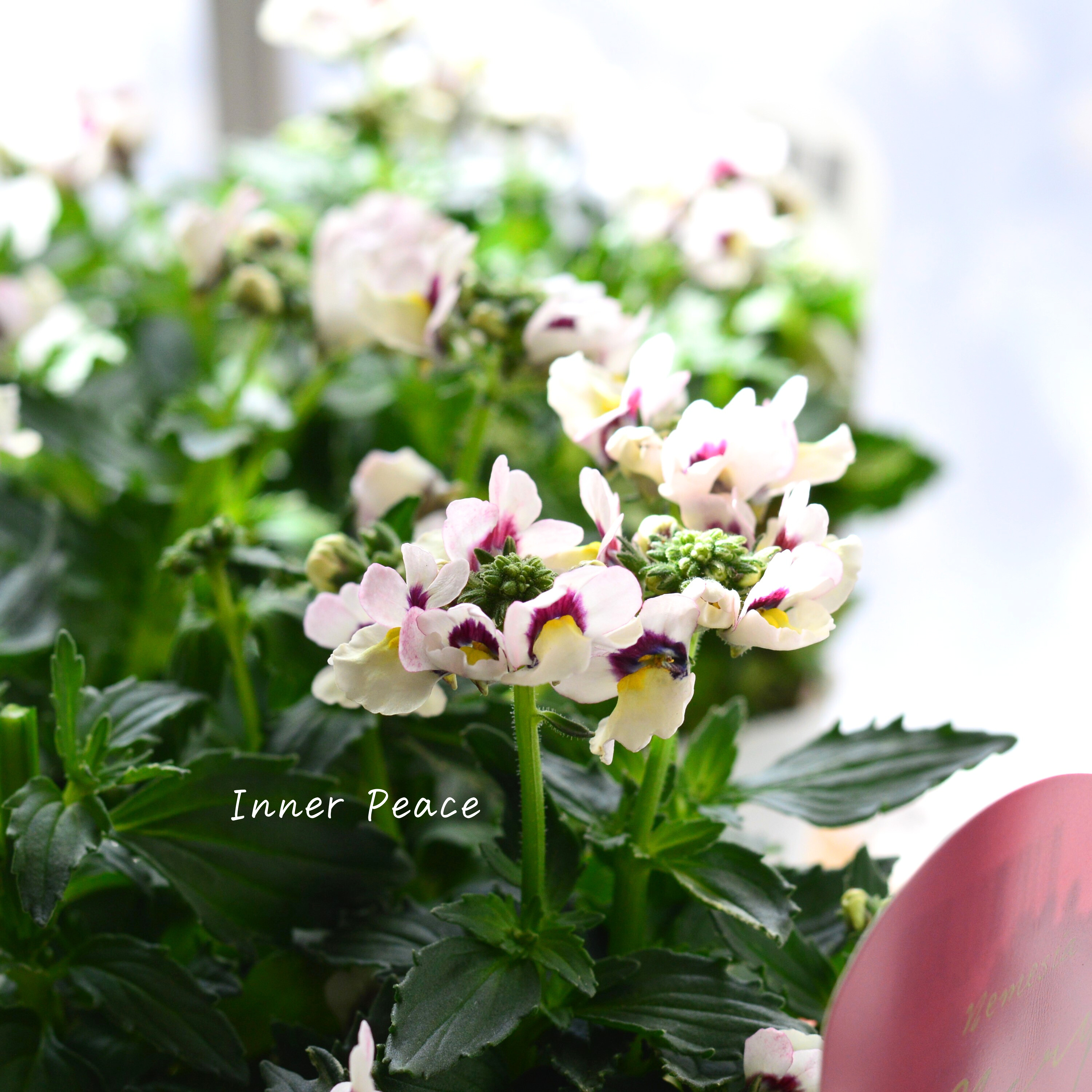 【花芳さん】 ネメシア 『マリー・シェルピーチ』 3.5寸POT