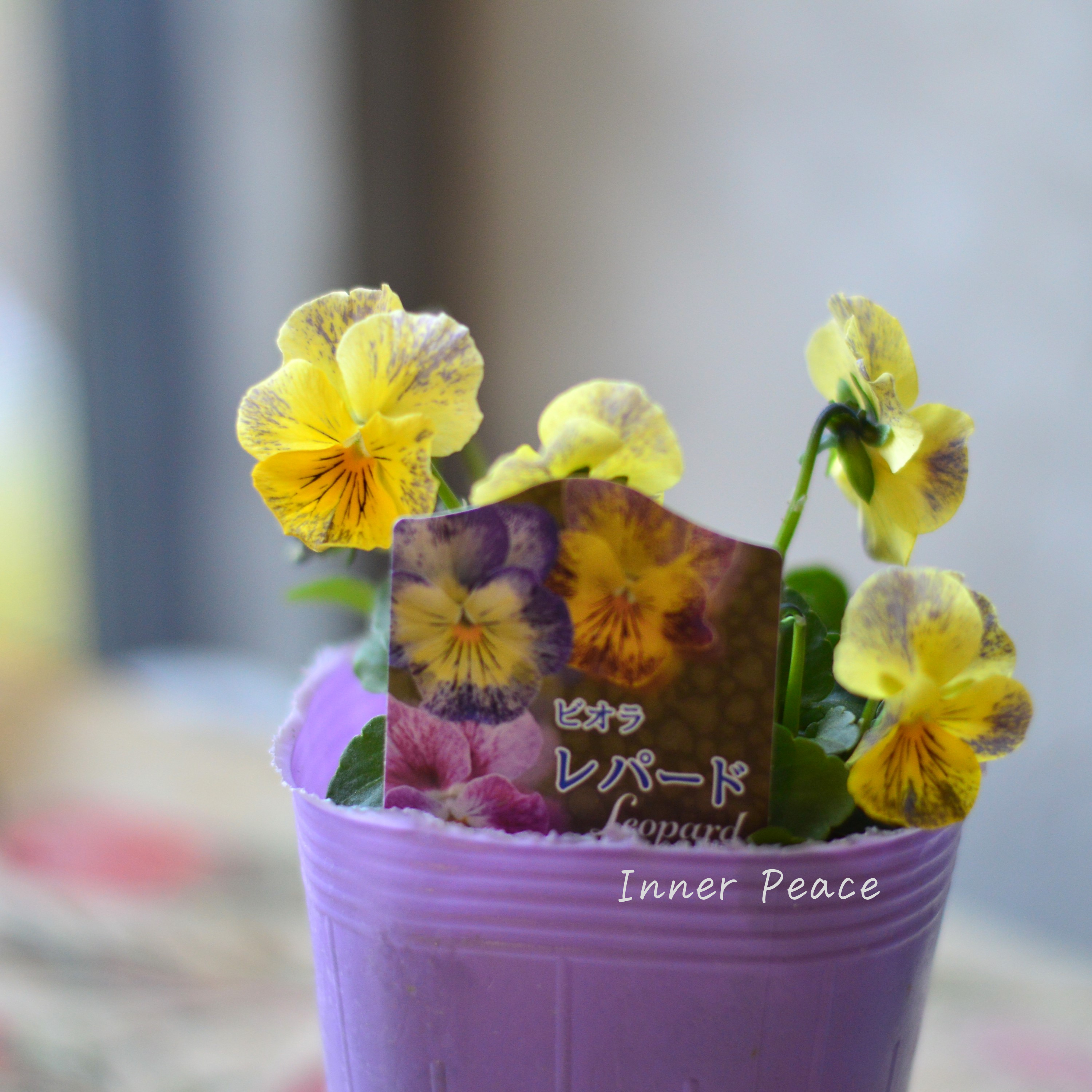 【花夢園芸さん】 ビオラ 『レパード・Bタイプ』 3寸ロングPOT