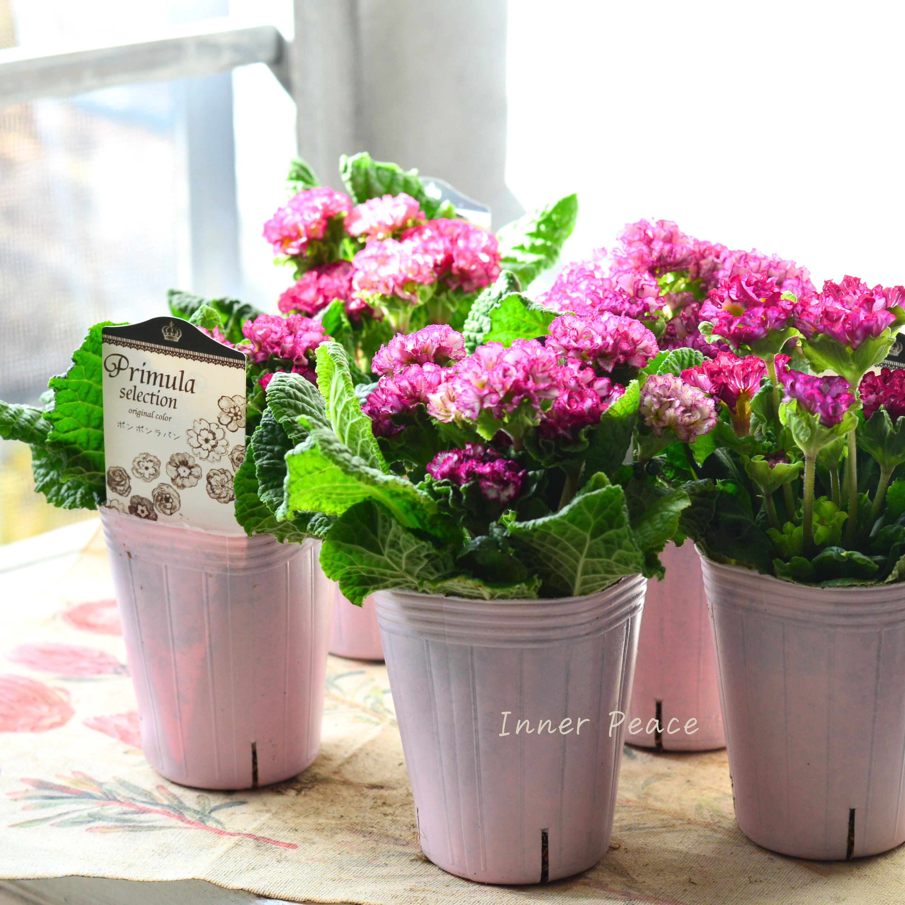 【k-plantsさん】 フリンジ咲き プリムラ 『ポンポンラパン・ピンクレッド系』 2.5寸ロングPOT