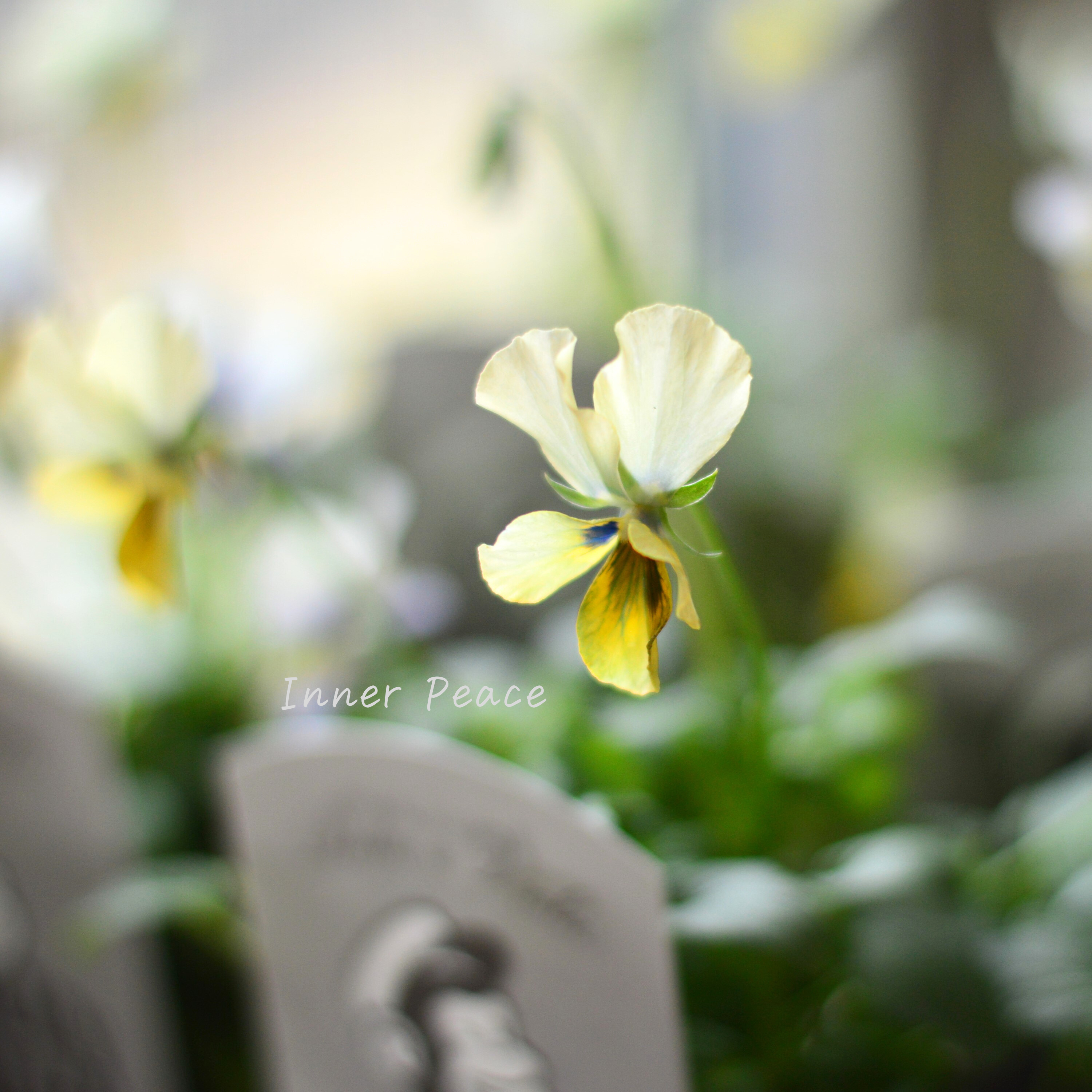 【石川園芸さん】 ビオラ 『モンキージョージ』 3寸POT