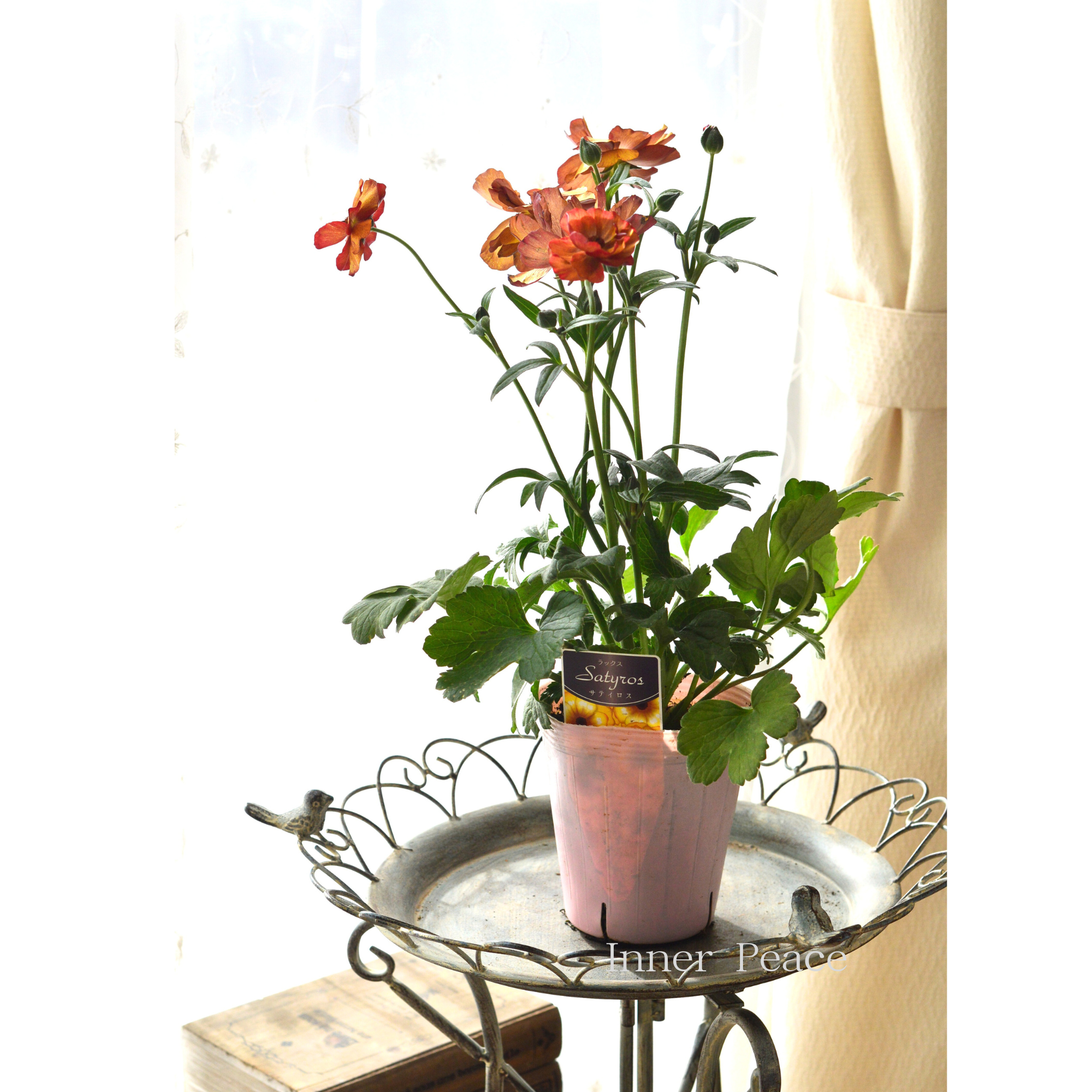 【美しい】 ラナンキュラス・ラックス 『サティロス』 4寸POT