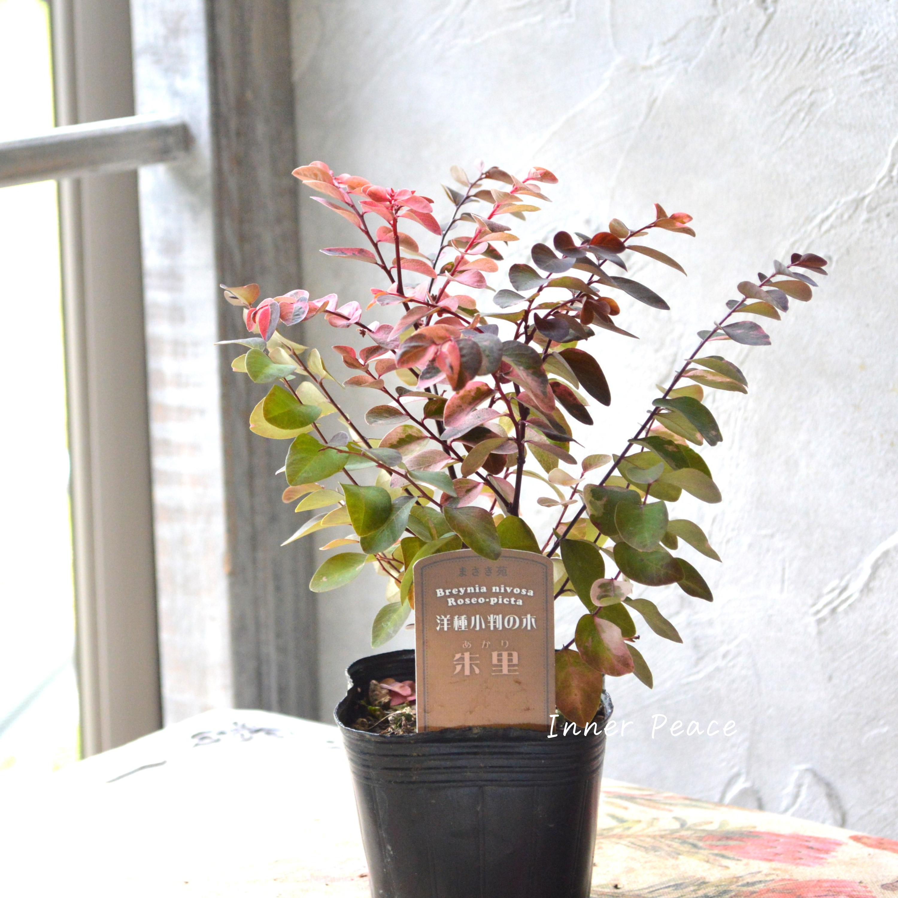 【希少】 ヨウシュコバンノキ(洋種小判の木)『朱里ーあかりー』 3寸POT