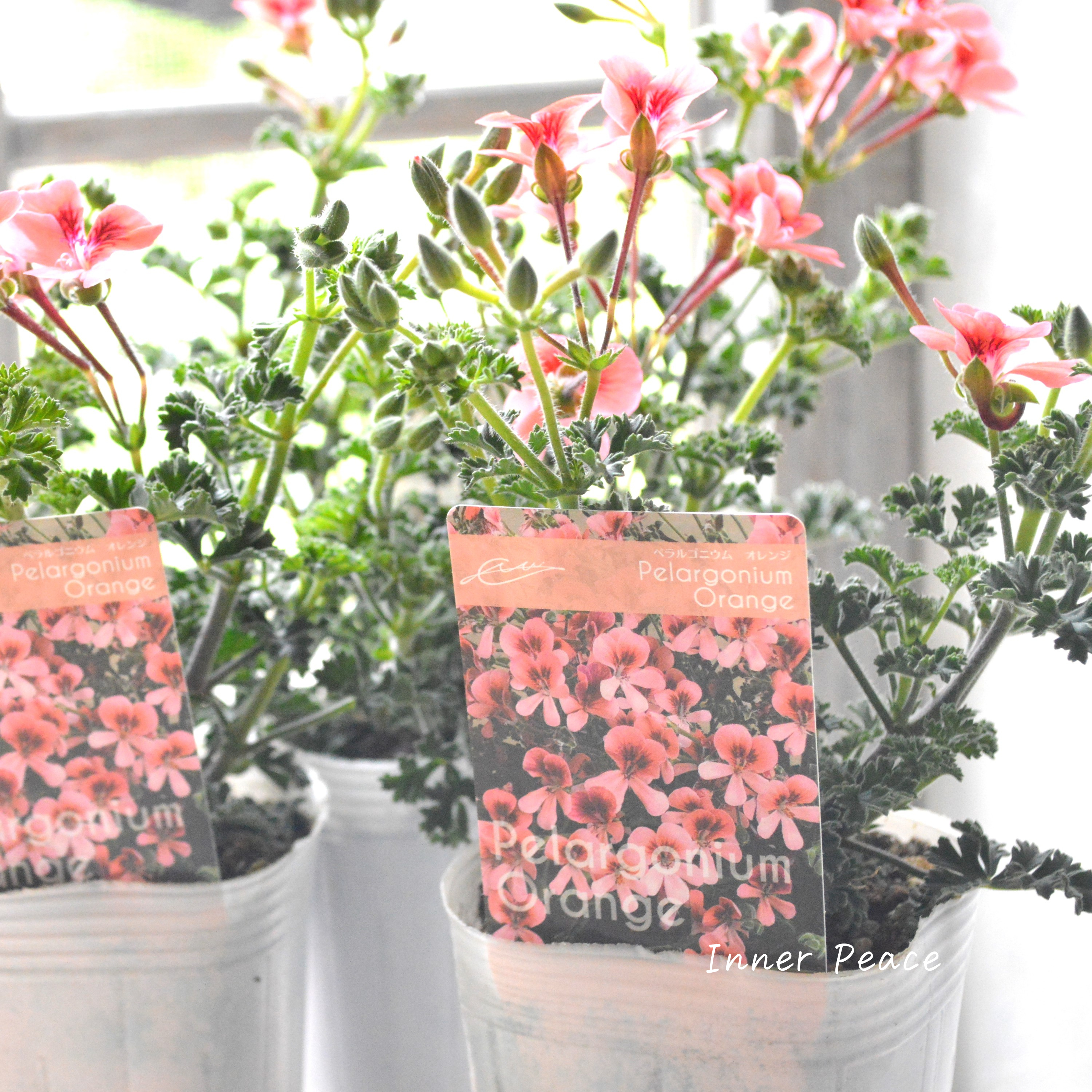 【大人かわいい】 ペラルゴニウム 『オレンジ』 3寸ロングPOT