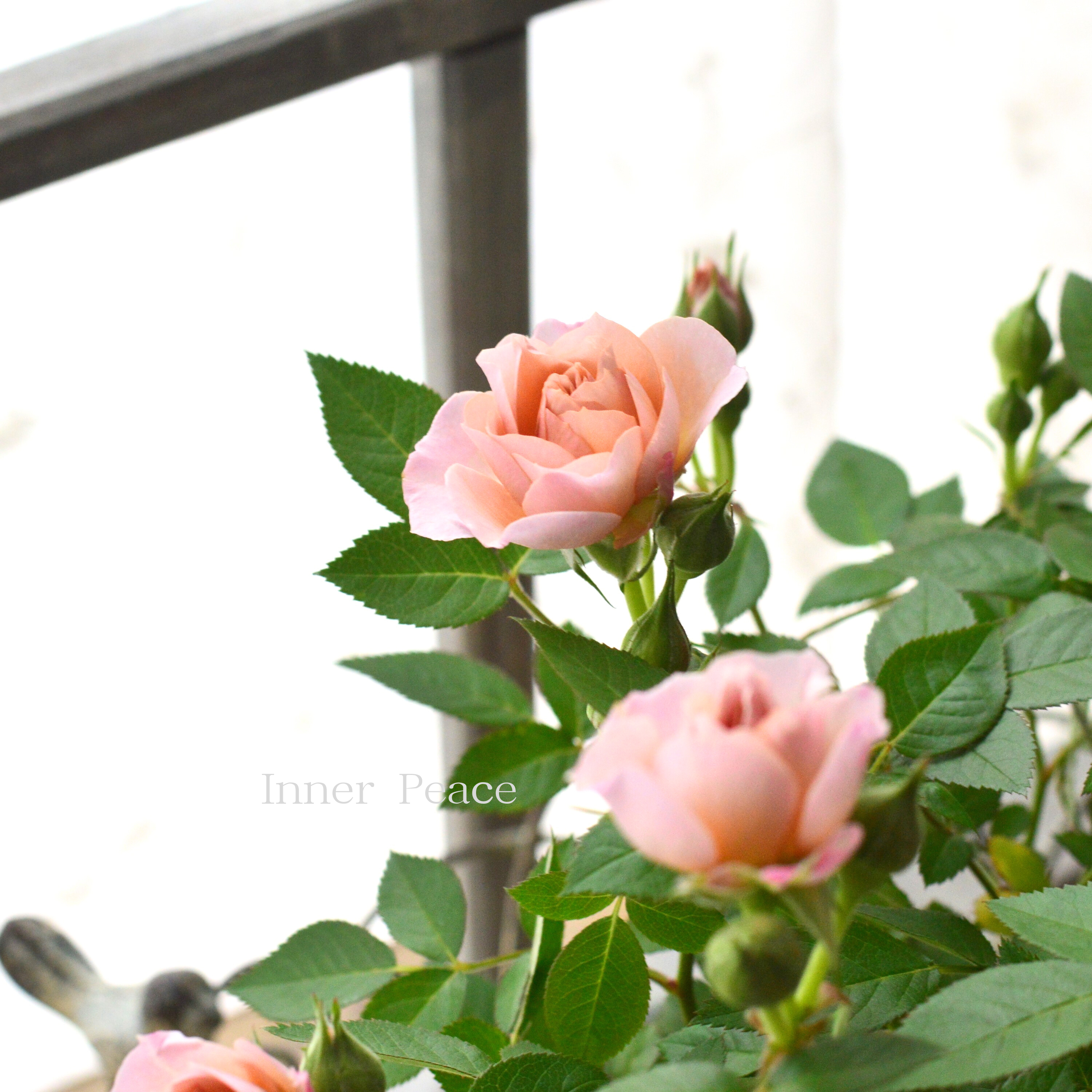 【美しい】ミニ薔薇 『カーナハニーゴールド』 4寸プラ鉢