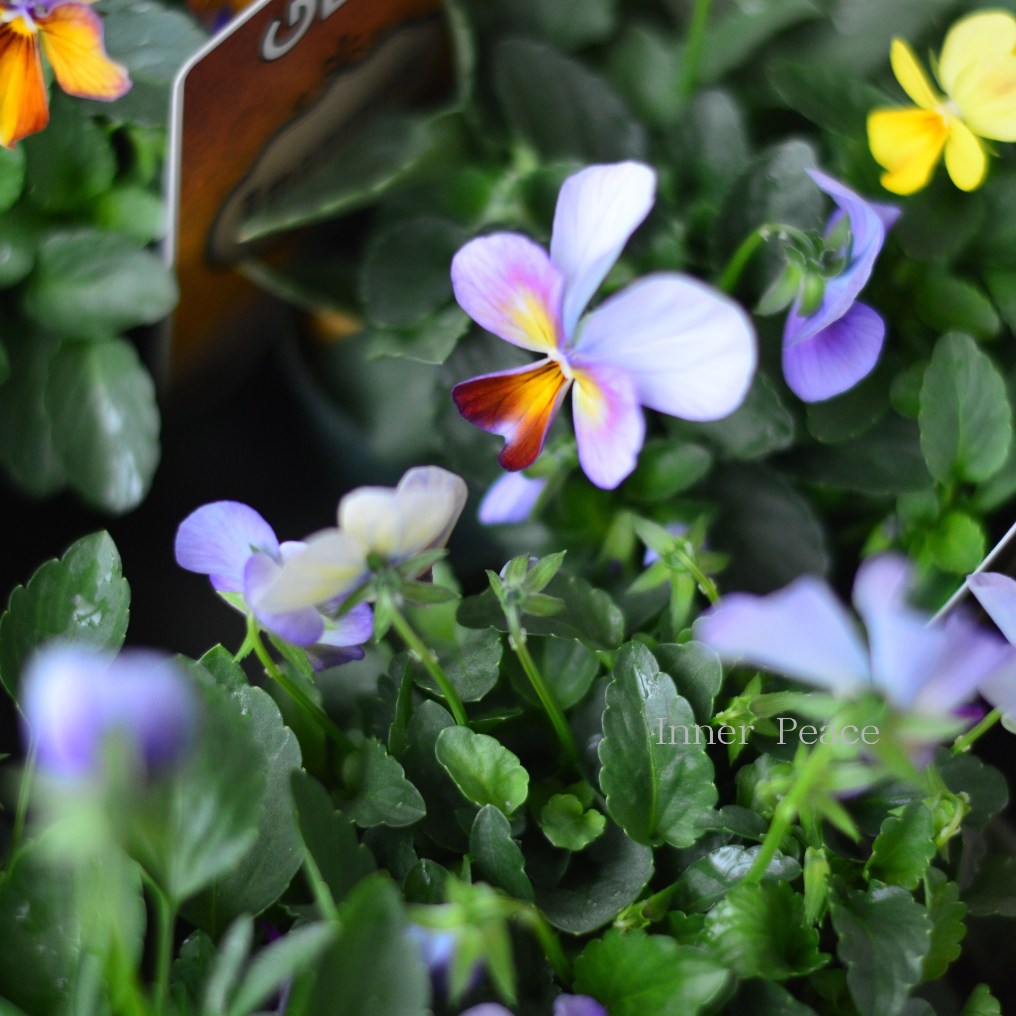 【ゲブラさん】 ビオラ 『アマゾネス』 3.5寸POT