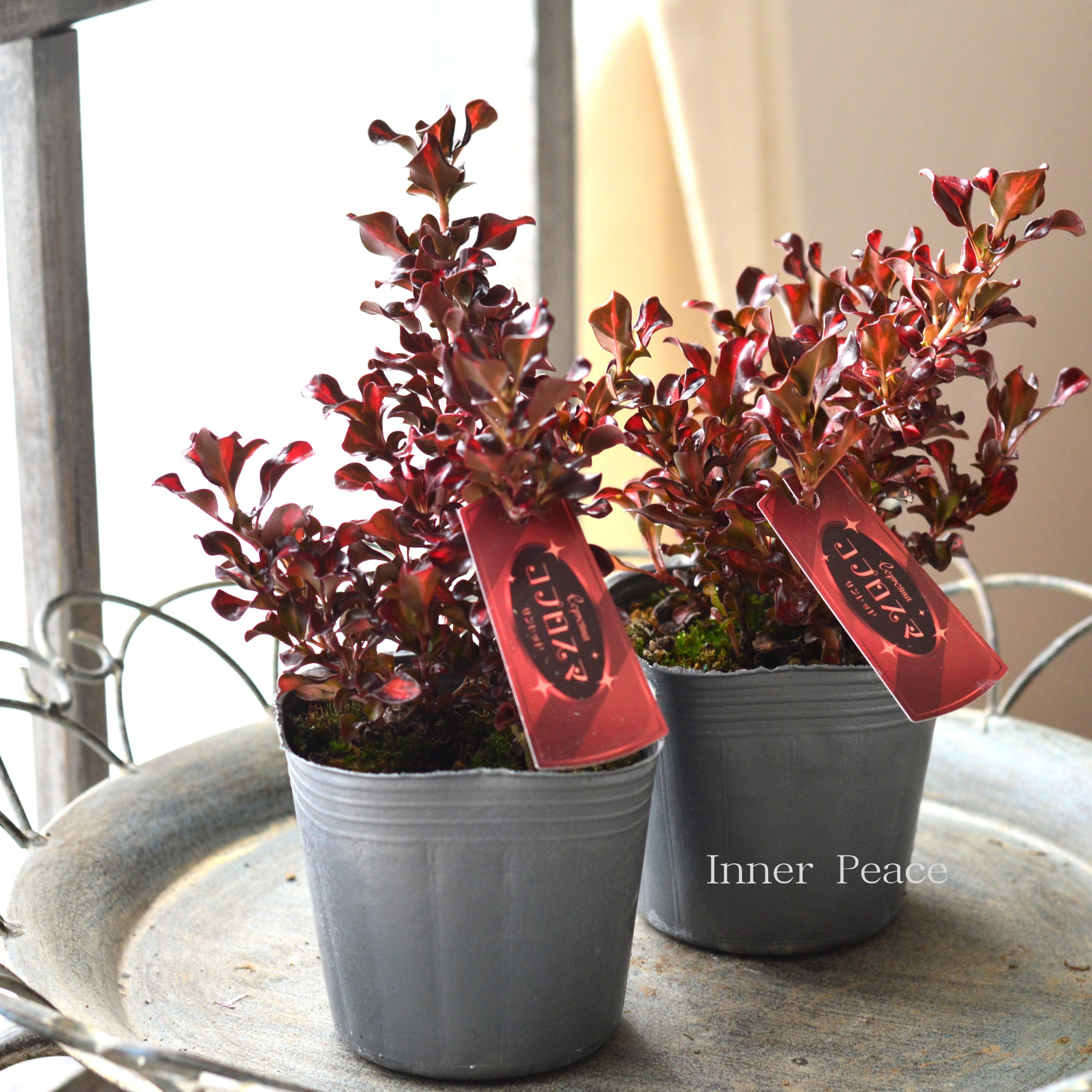 【寄せ植えに】 コプロスマ 『サンレッド』 3寸POT