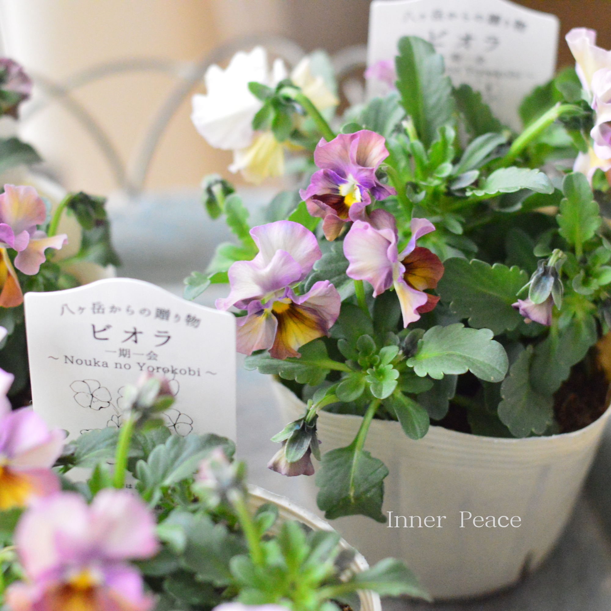 【VEGIHANA FARMさん】 ビオラ 『一期一会・Nouka no Yorokobi』 3.5寸POT