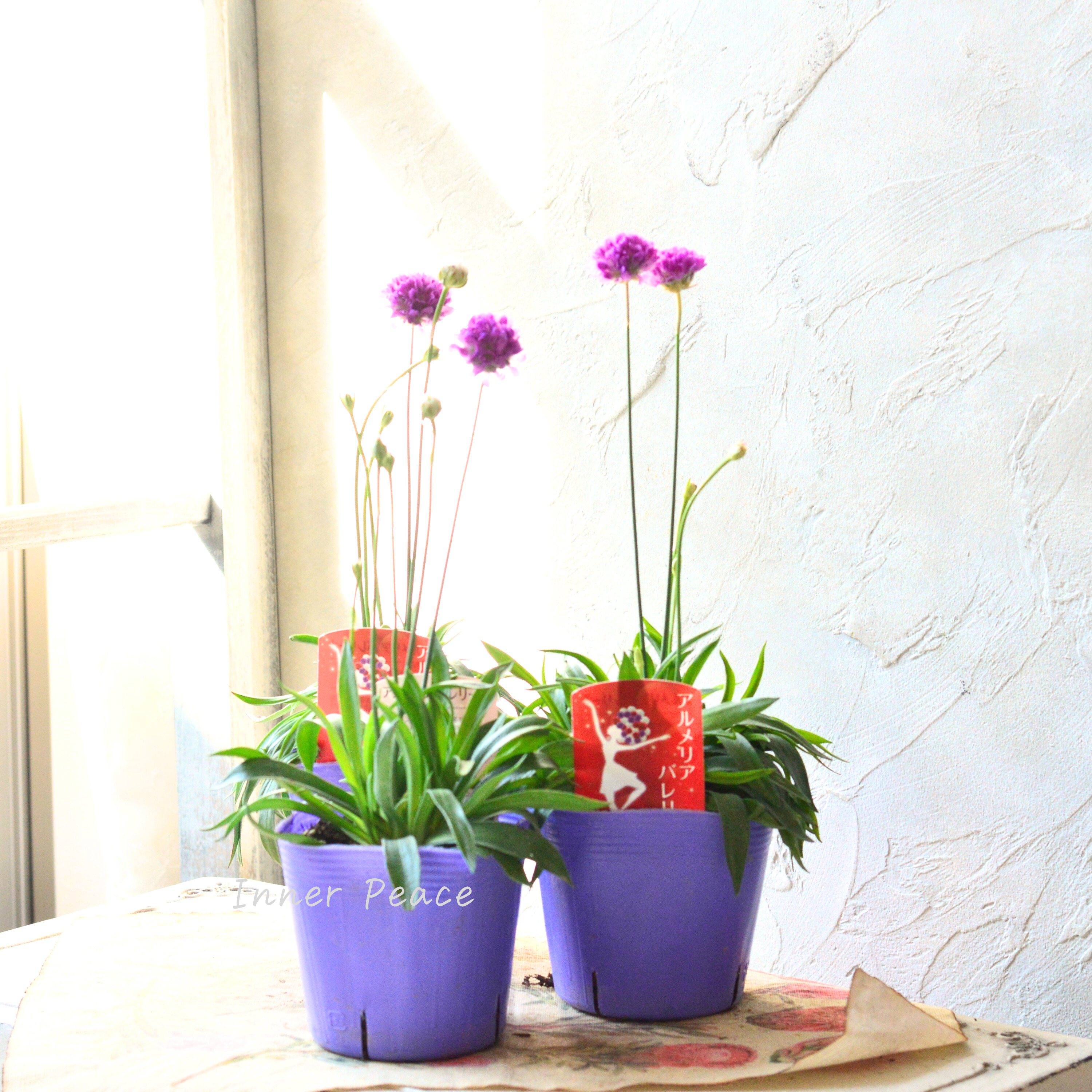 【かわいい】 アルメリア 『バレリーナ・ピンク』 3寸ロングPOT