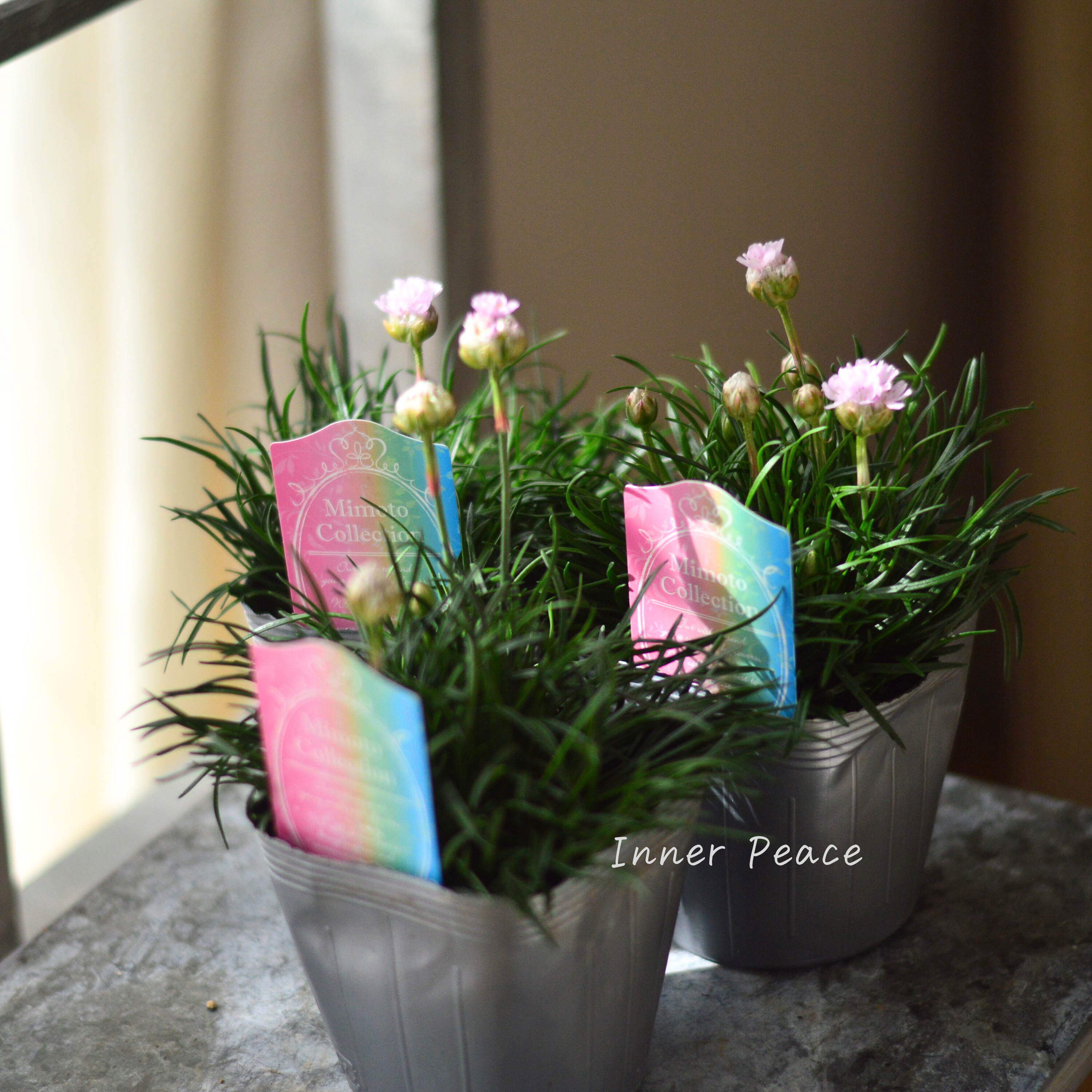 【見元園芸さん】 アルメリア 『アルマダ・ピンク』 3寸POT