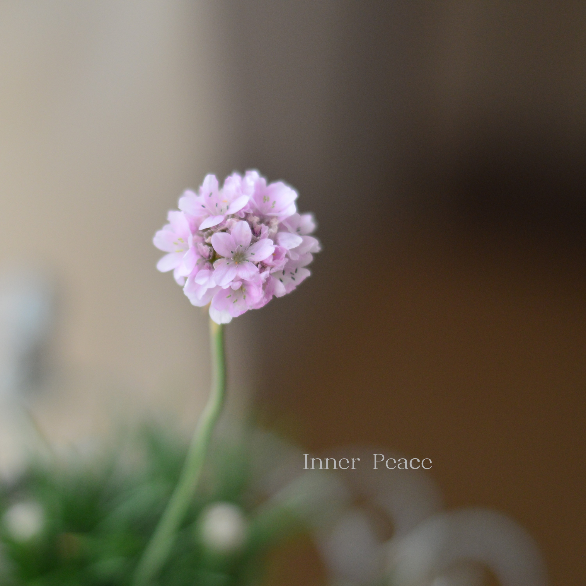 【かわいい】 アルメリア 『アルマダ・ピンク』 2.5寸~3寸POT