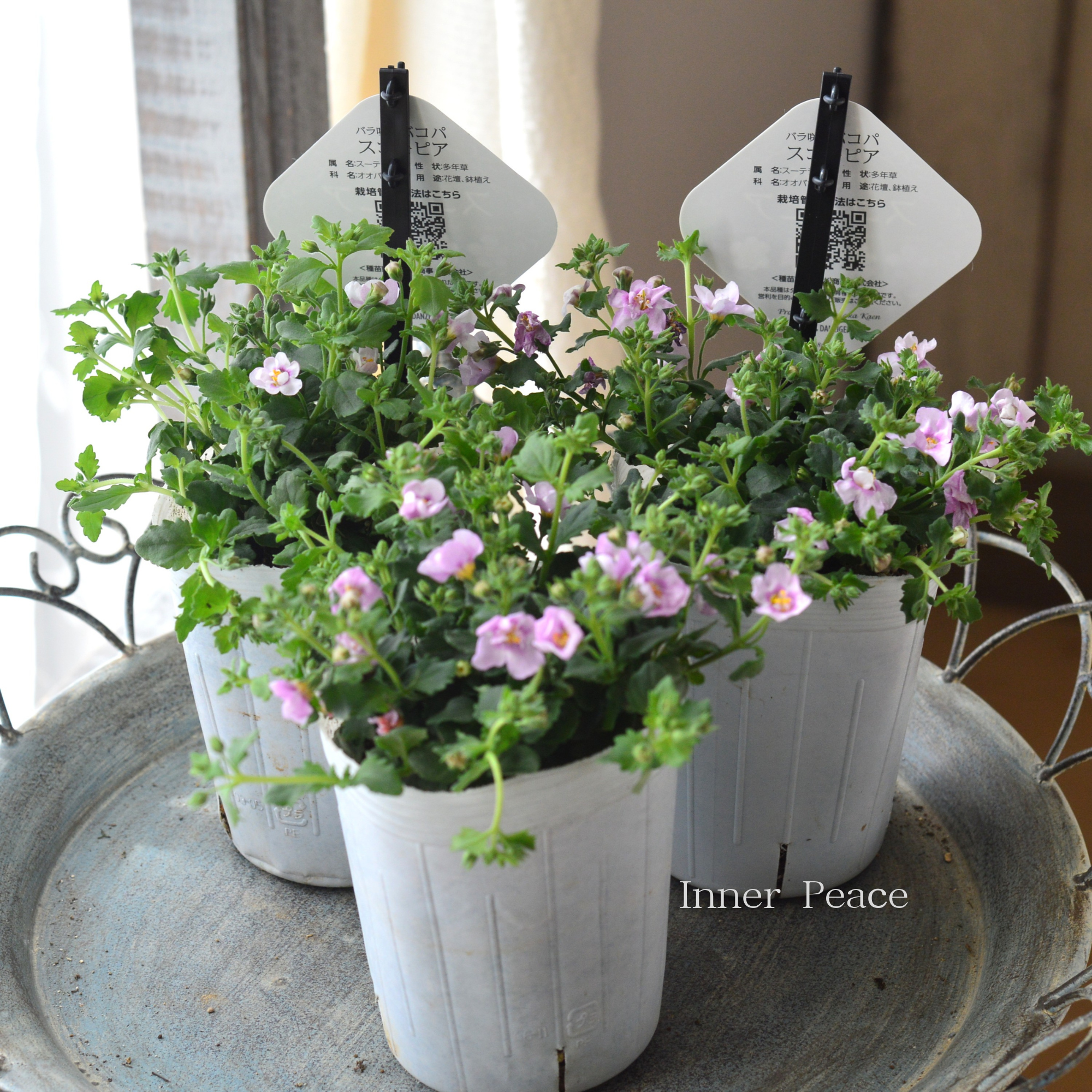 【2本植え】 バコパ 『スコピア ダブル・ピンク』 3寸ロングPOT