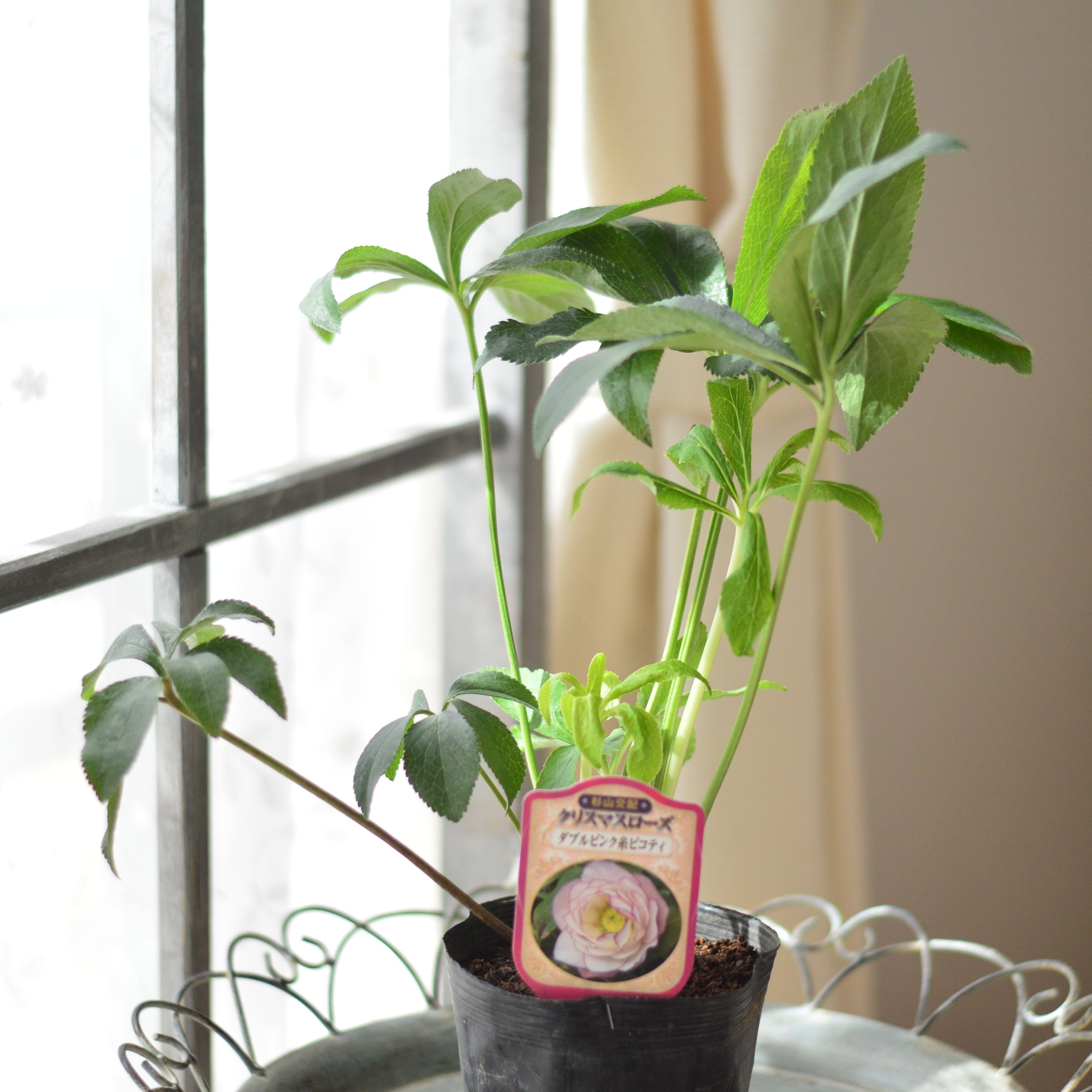 【杉光園芸さん】 クリスマスローズ 『ダブル・ピンク糸ピコティ』 4寸POT