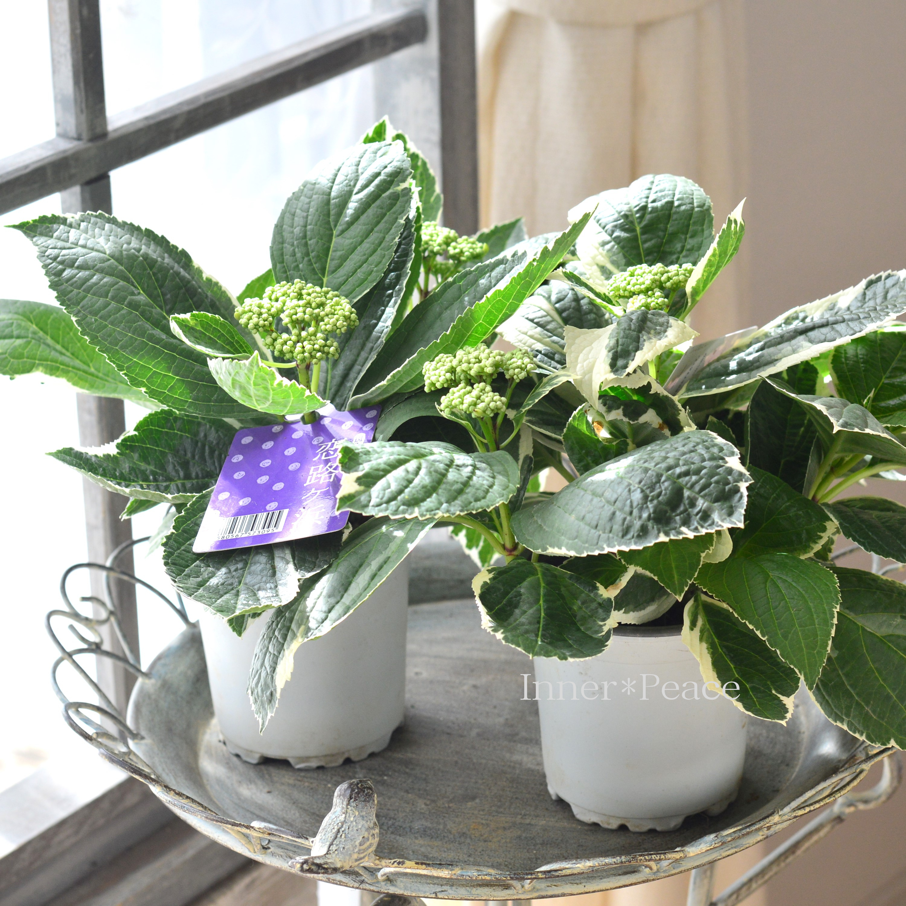 【斑入り】 アジサイ 『恋路ヶ浜』 3.5寸POT