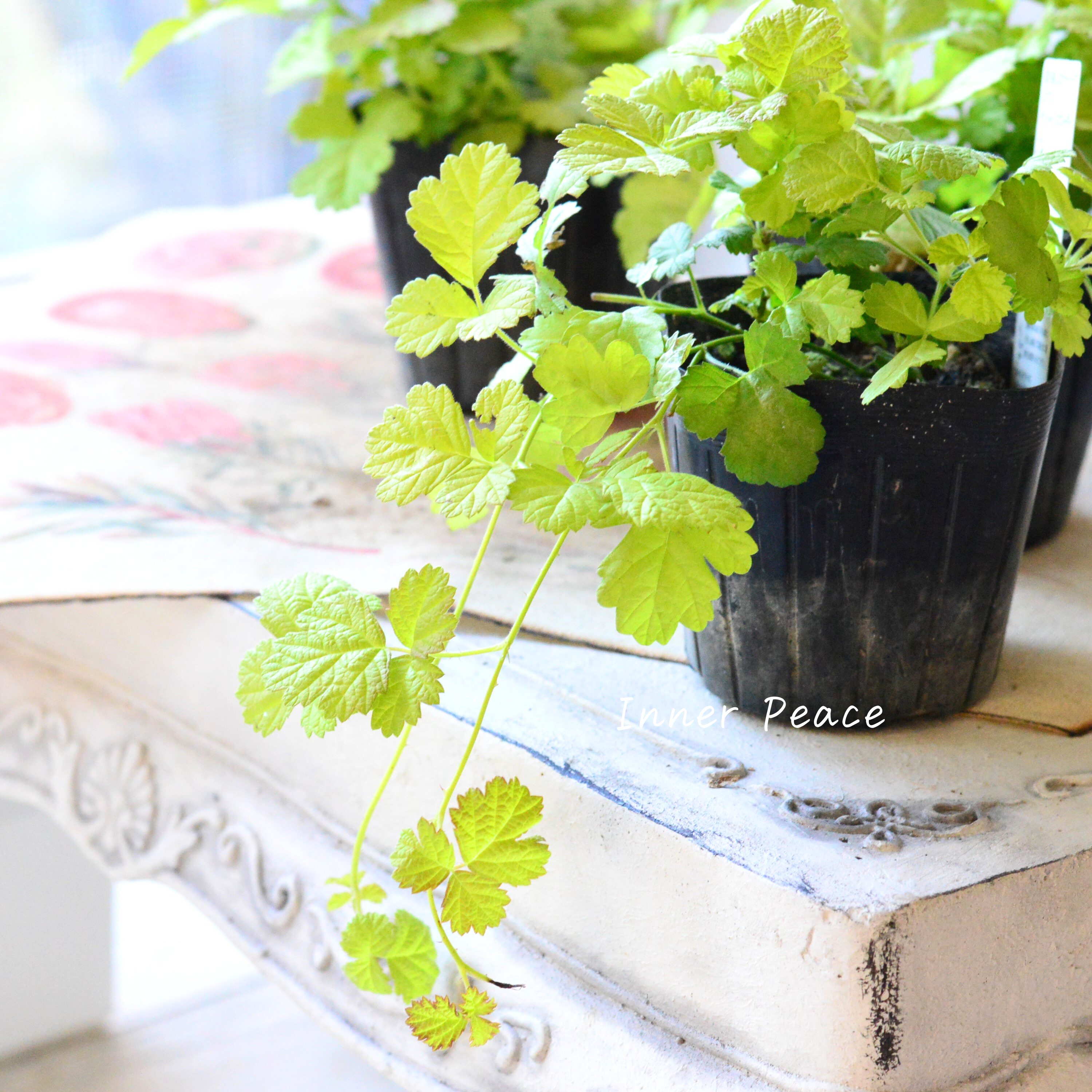 【オシャレ】 ルブス 『サンシャインスプレーダー』 3寸POT