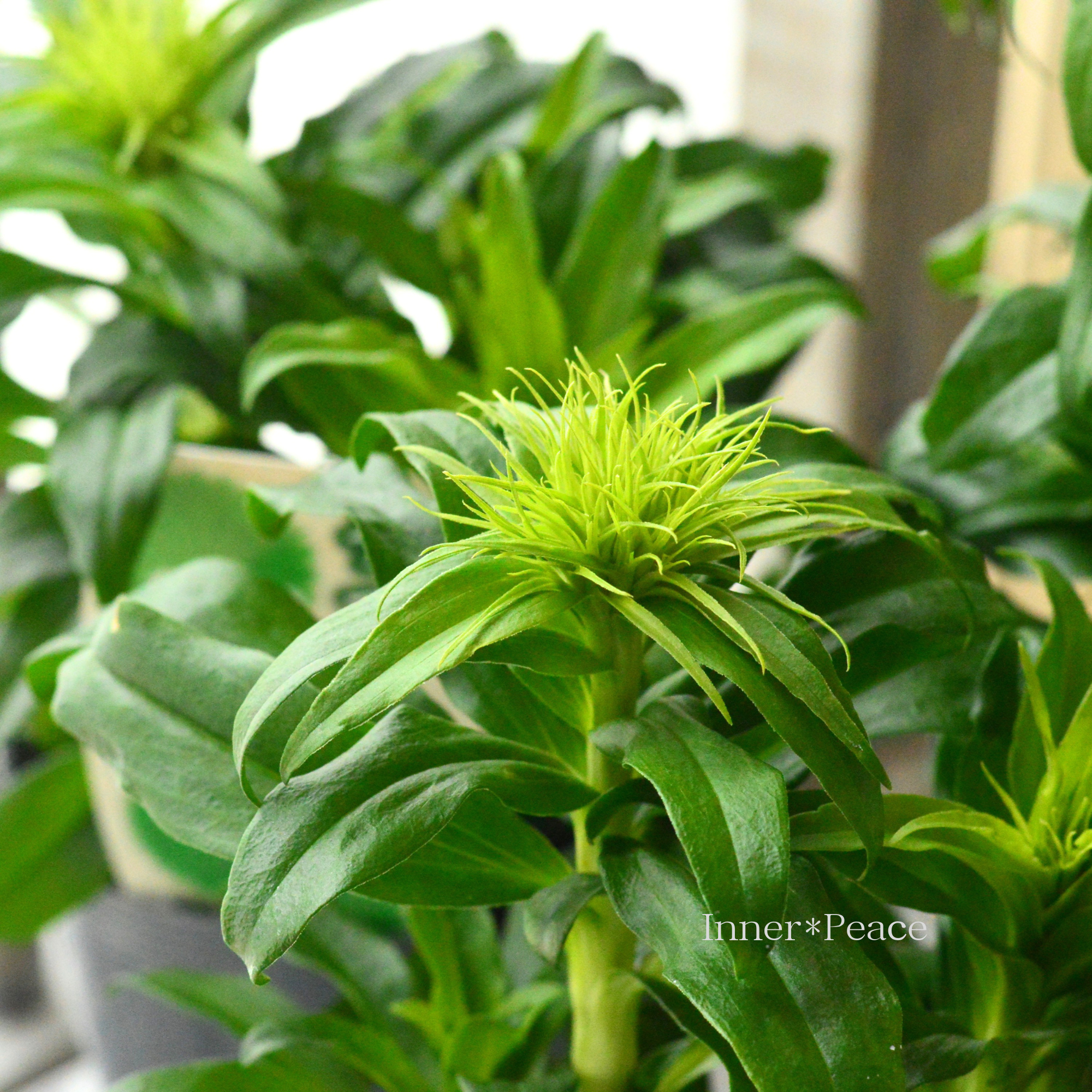 【個性的】 テマリソウ(美女ナデシコ) 3.5寸POT